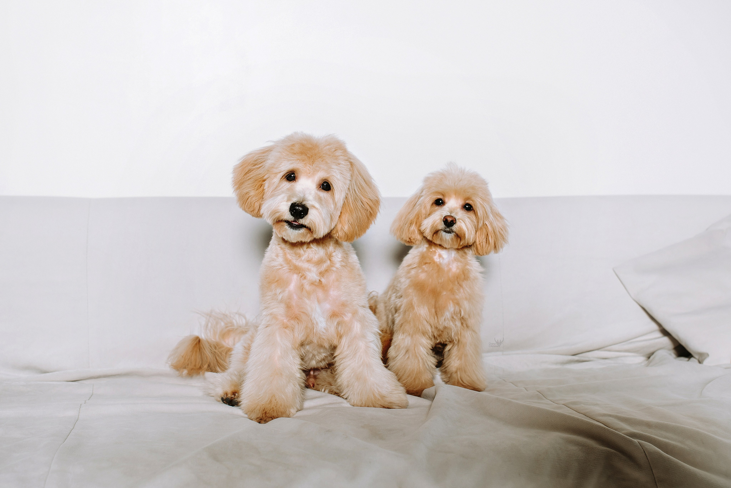 Студийные съёмки. Фотограф Диана Оленина Красноярск / Братск