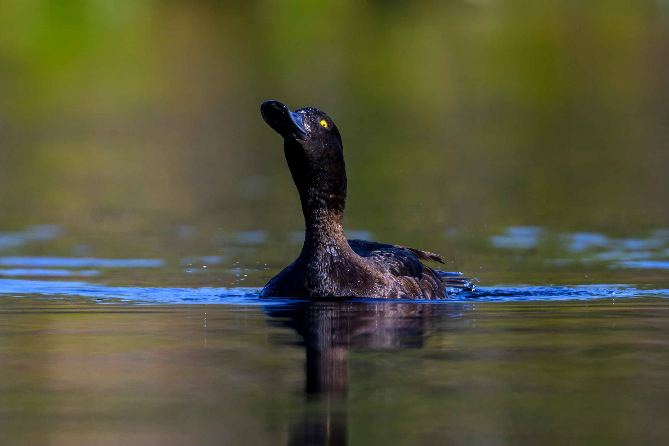 Поганка, широконоска, черки, нырки. Wildlife photography by Sergey Puponin
