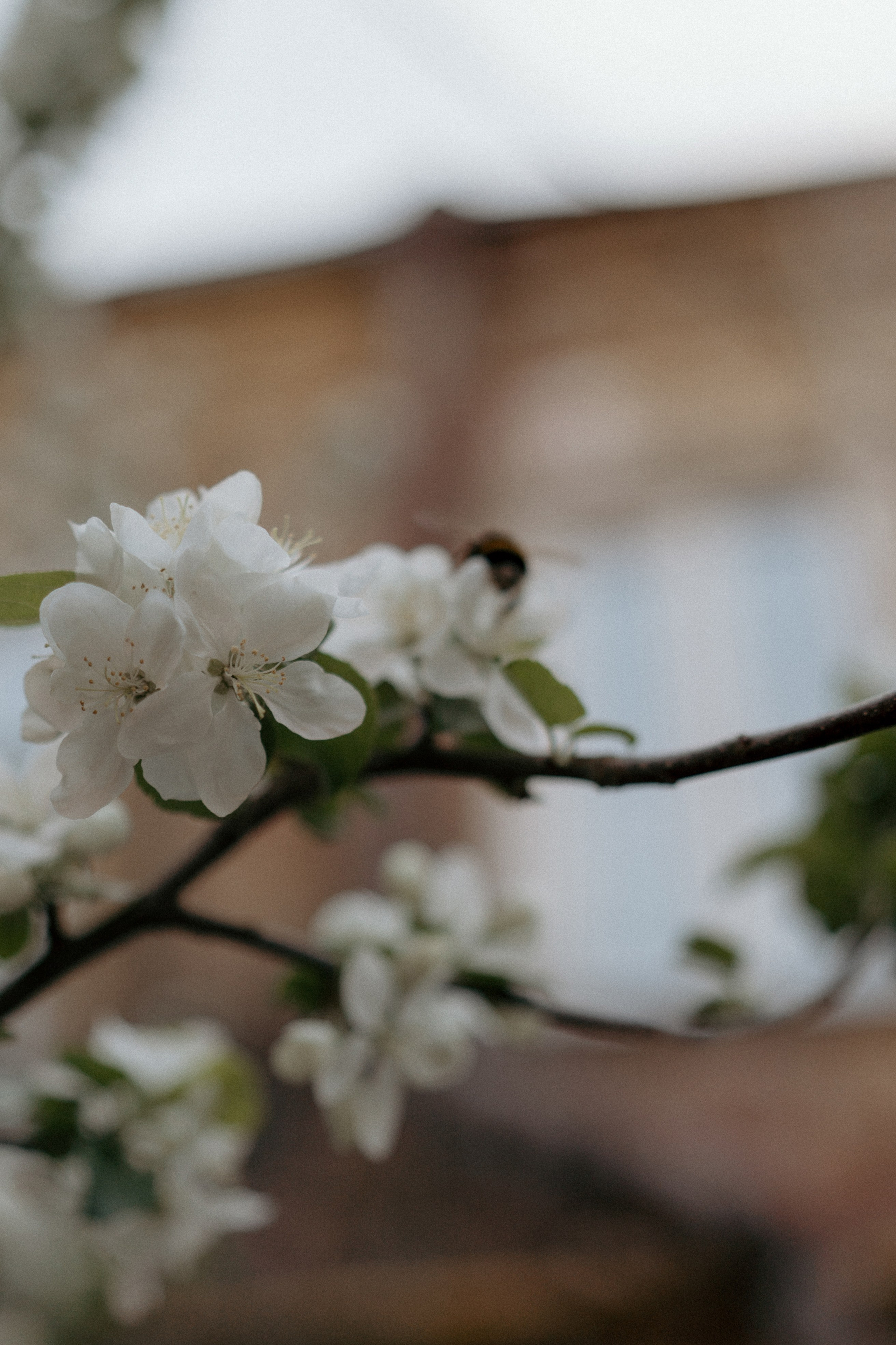 Саша и Лена. Свадебный и семейный фотограф в Санкт-Петербурге Дмитрий Панин