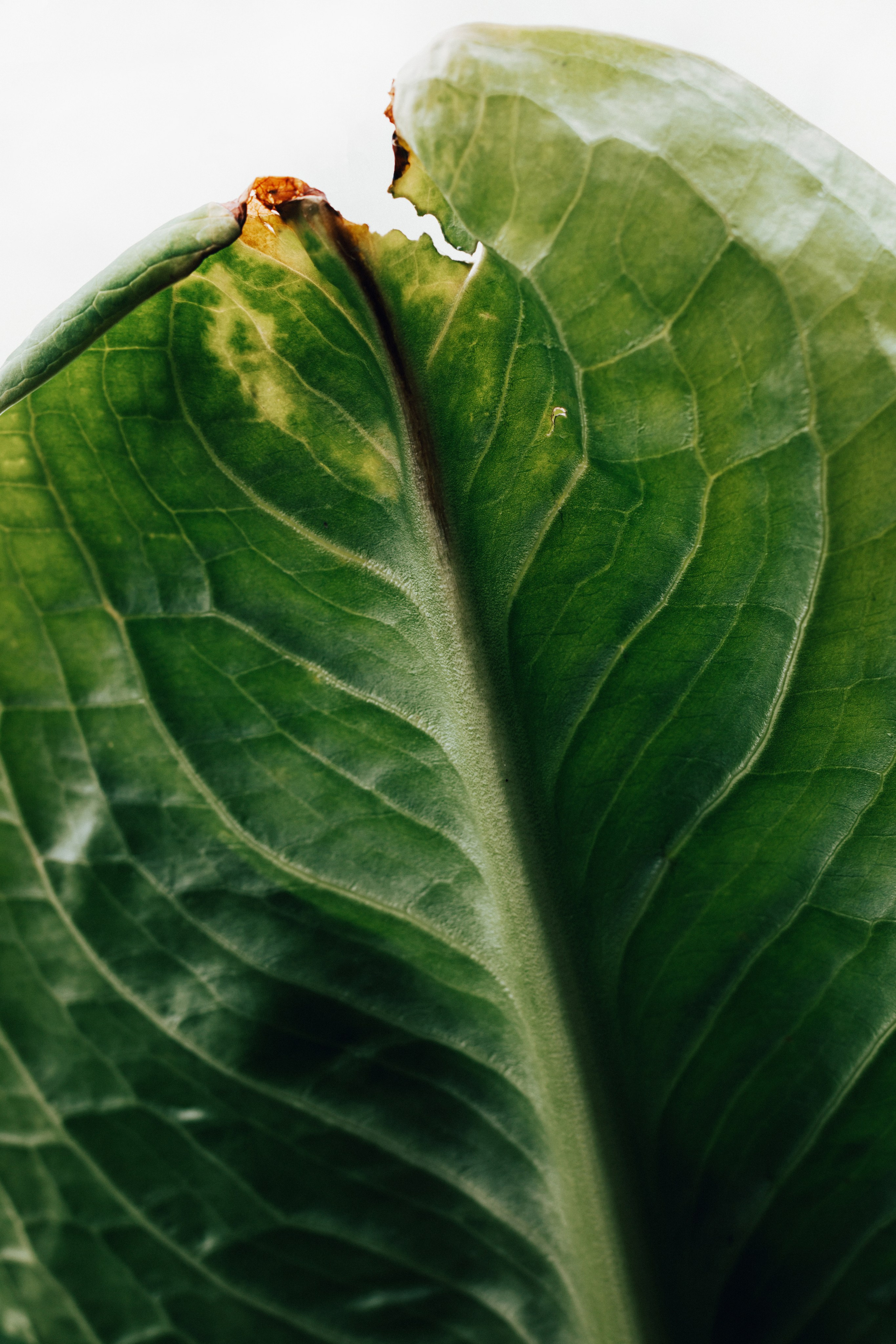 Portfolio. @beingabird.photography