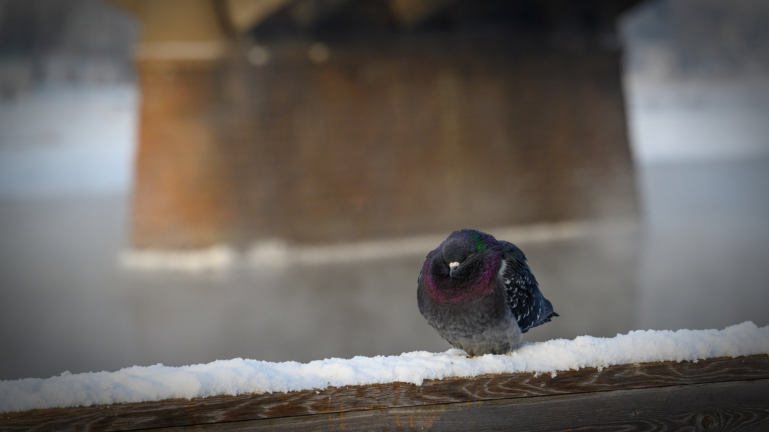 Сибирская зима прекрасна!. FotoGraf