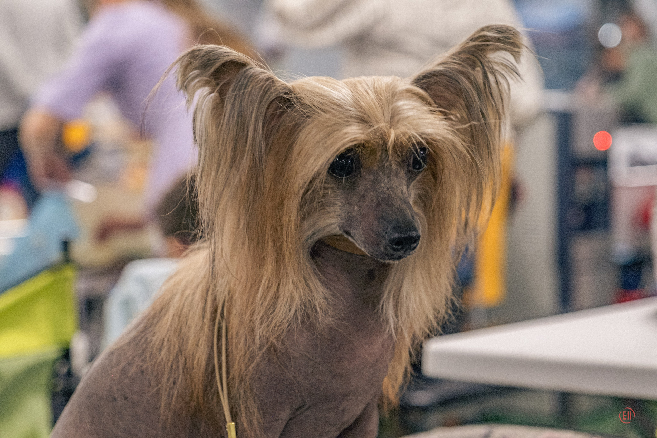 Национальная выставка китайских хохлатых собак 2023. Питомник китайских хохлатых собак Poale Ell: купить щенка