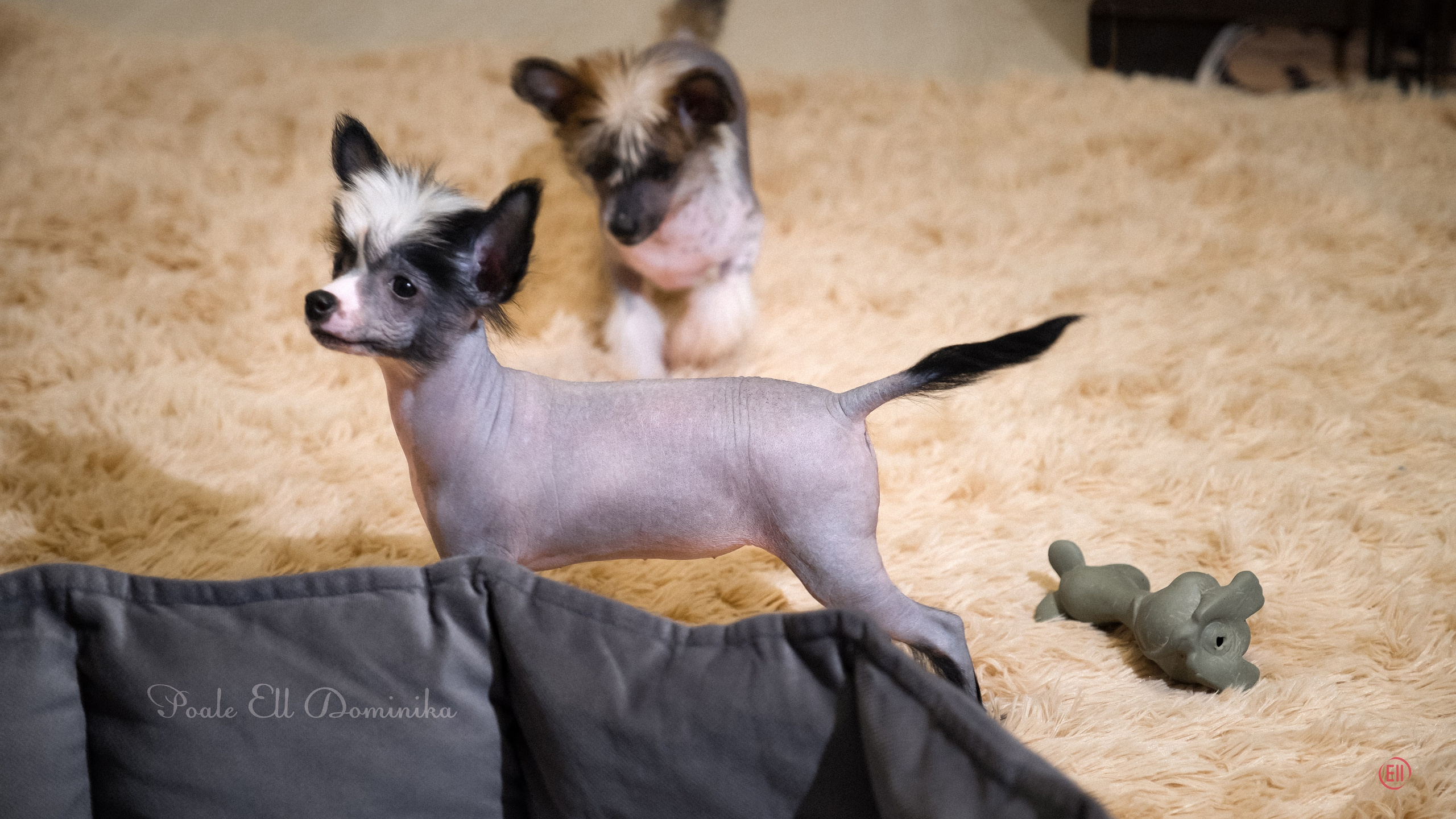 Poale Ell Dominika. Poale Ell Chinese Crested Dog Kennel: Buy a puppy from the kennel