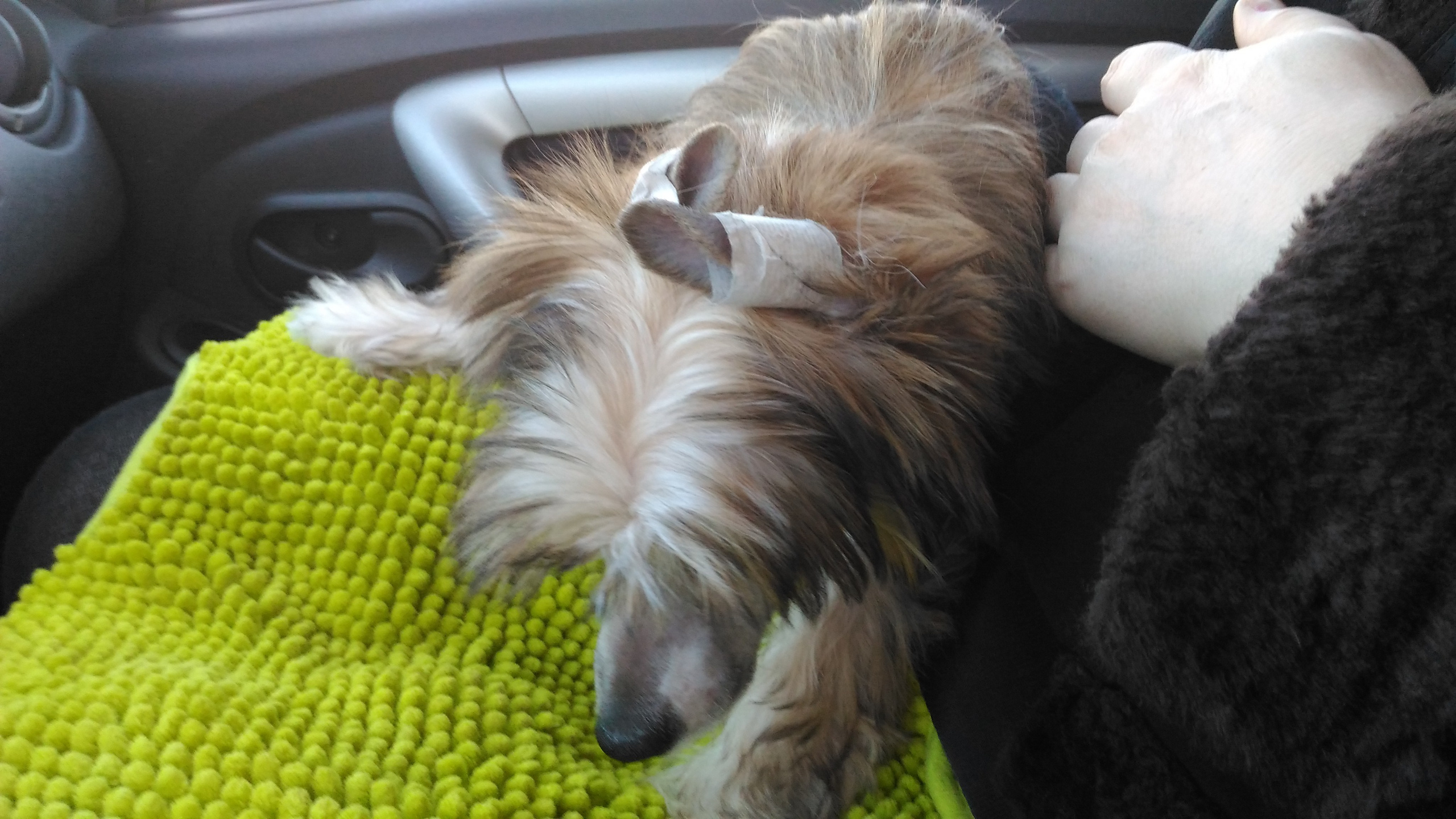 Lux, a new member of the family. Poale Ell Chinese Crested Dog Kennel: Buy a puppy from the kennel