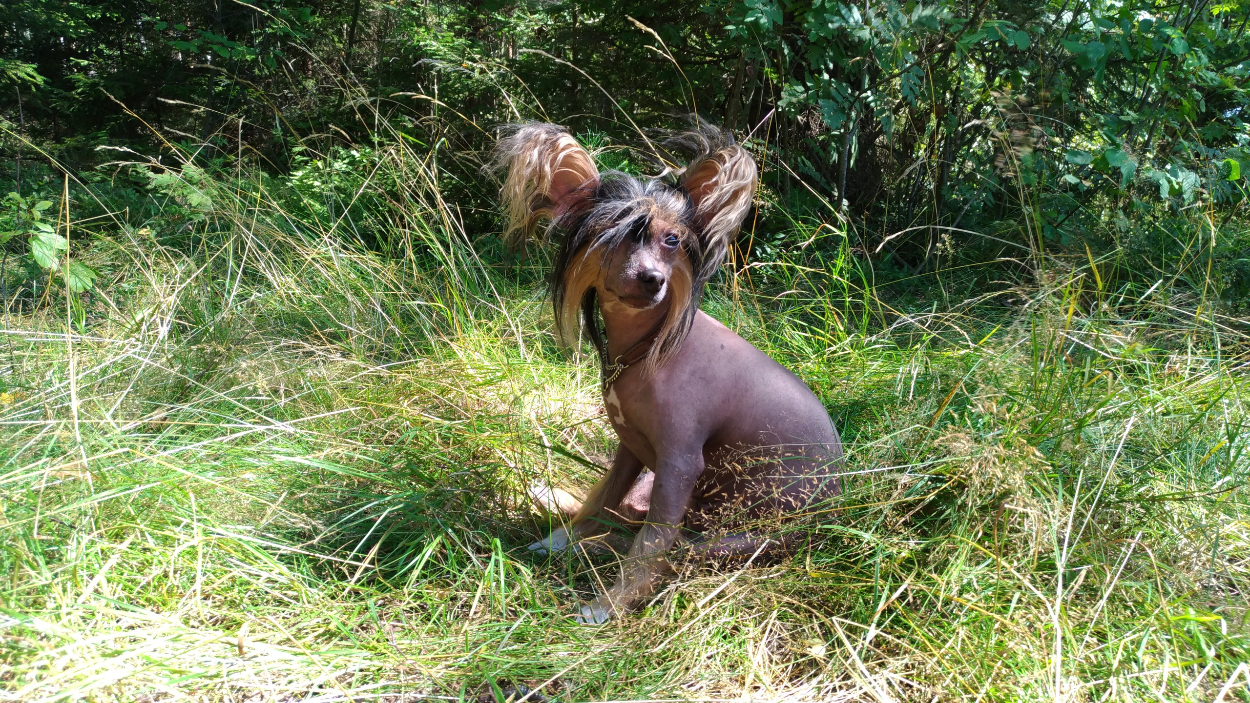 Hike to Konakovo. Poale Ell Chinese Crested Dog Kennel: Buy a puppy from the kennel