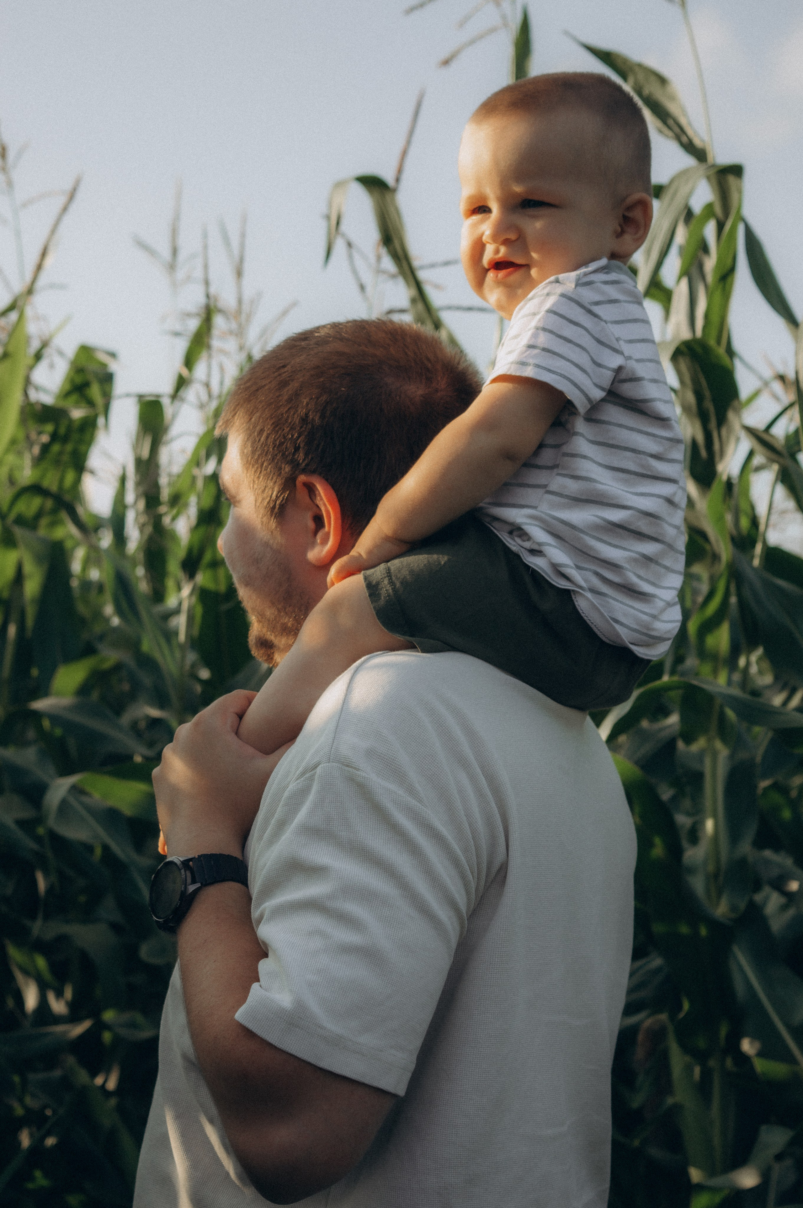 Лето, семья, кукуруза. Семейная летняя фотосессия. Юлия Левада Семейный и женский фотограф