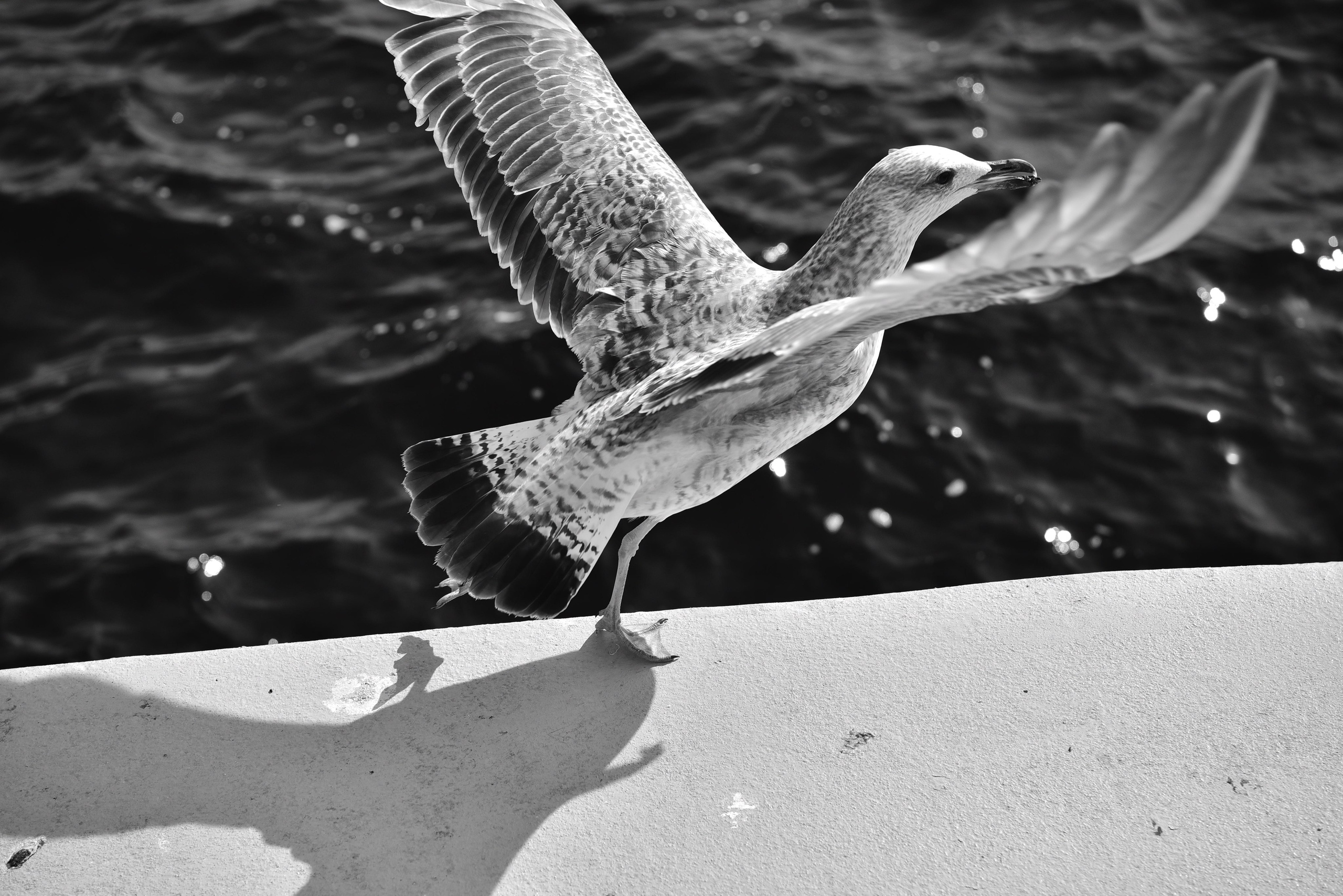 Стамбул. Фотограф Милена Яновска