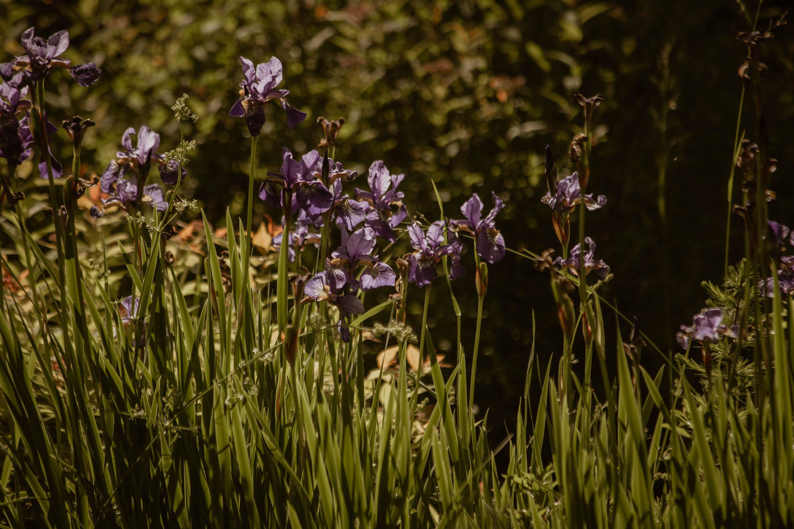 ИППОСФЕРА — Международная конная выставка. Создадим шедевр? Виталина и её фотоискусство