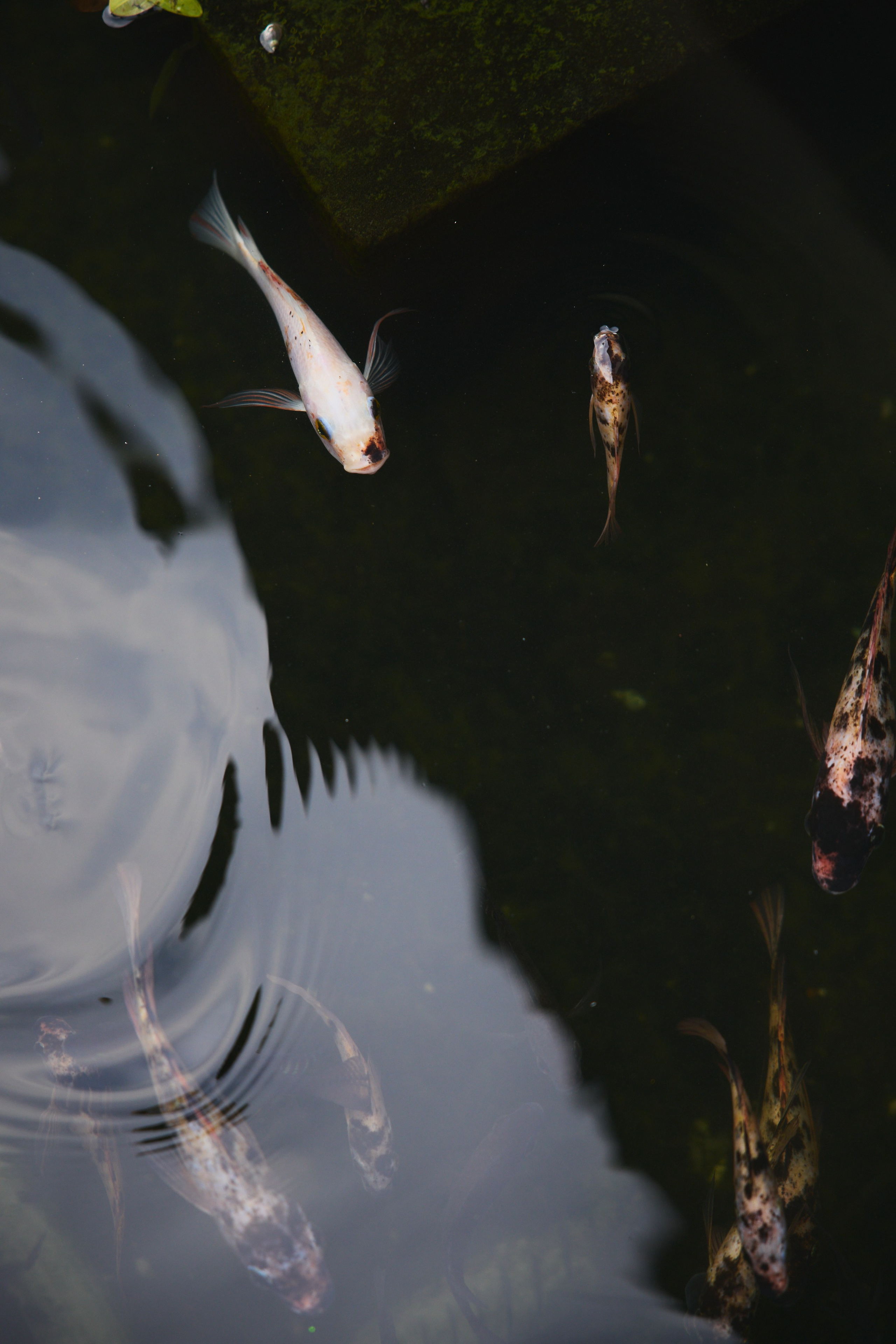 Ретрит Бали '26 «Be Your Own Muse»Март. Профессиональный фотограф Татьяна Евглевская