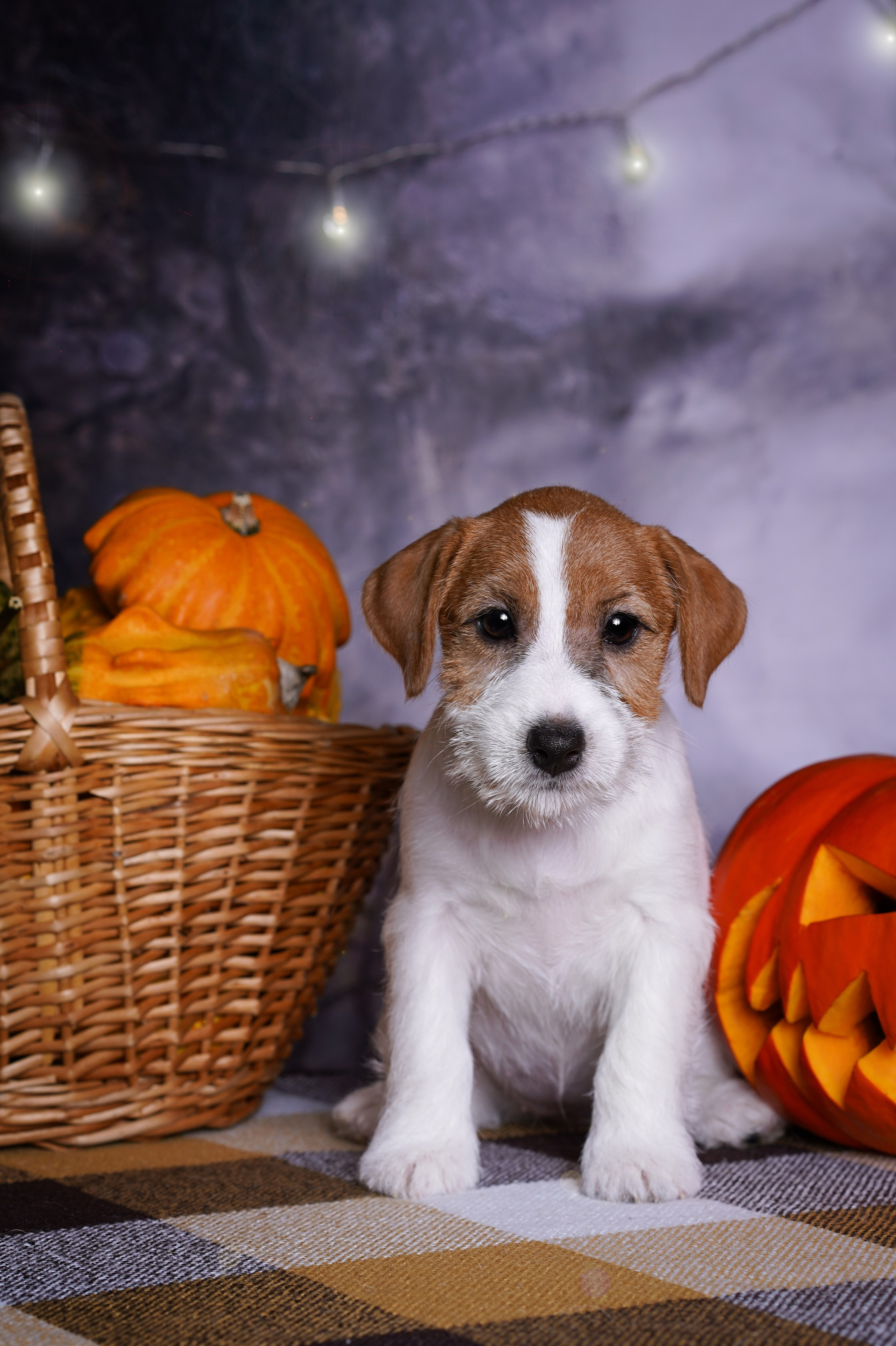 Щенки джек-рассел терьера. Фотограф-анималист в Санкт-Петербурге Яна Мартынова