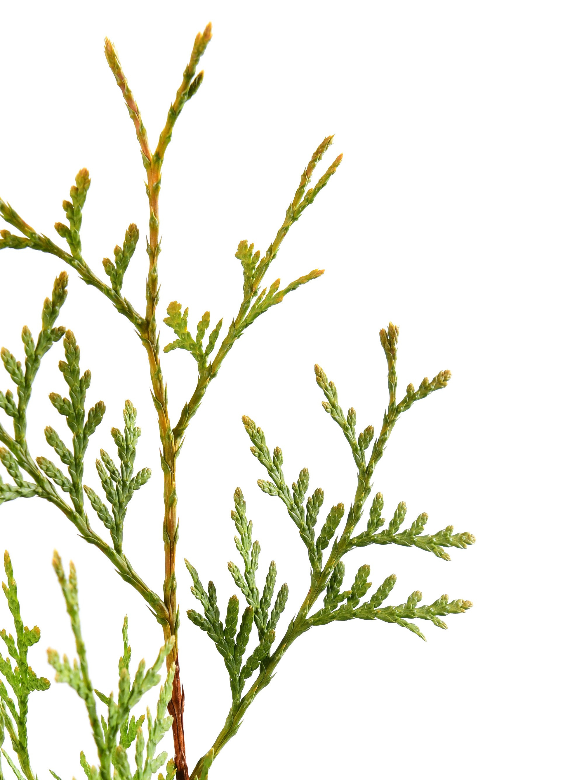 фотосъёмка саженцев для питомника