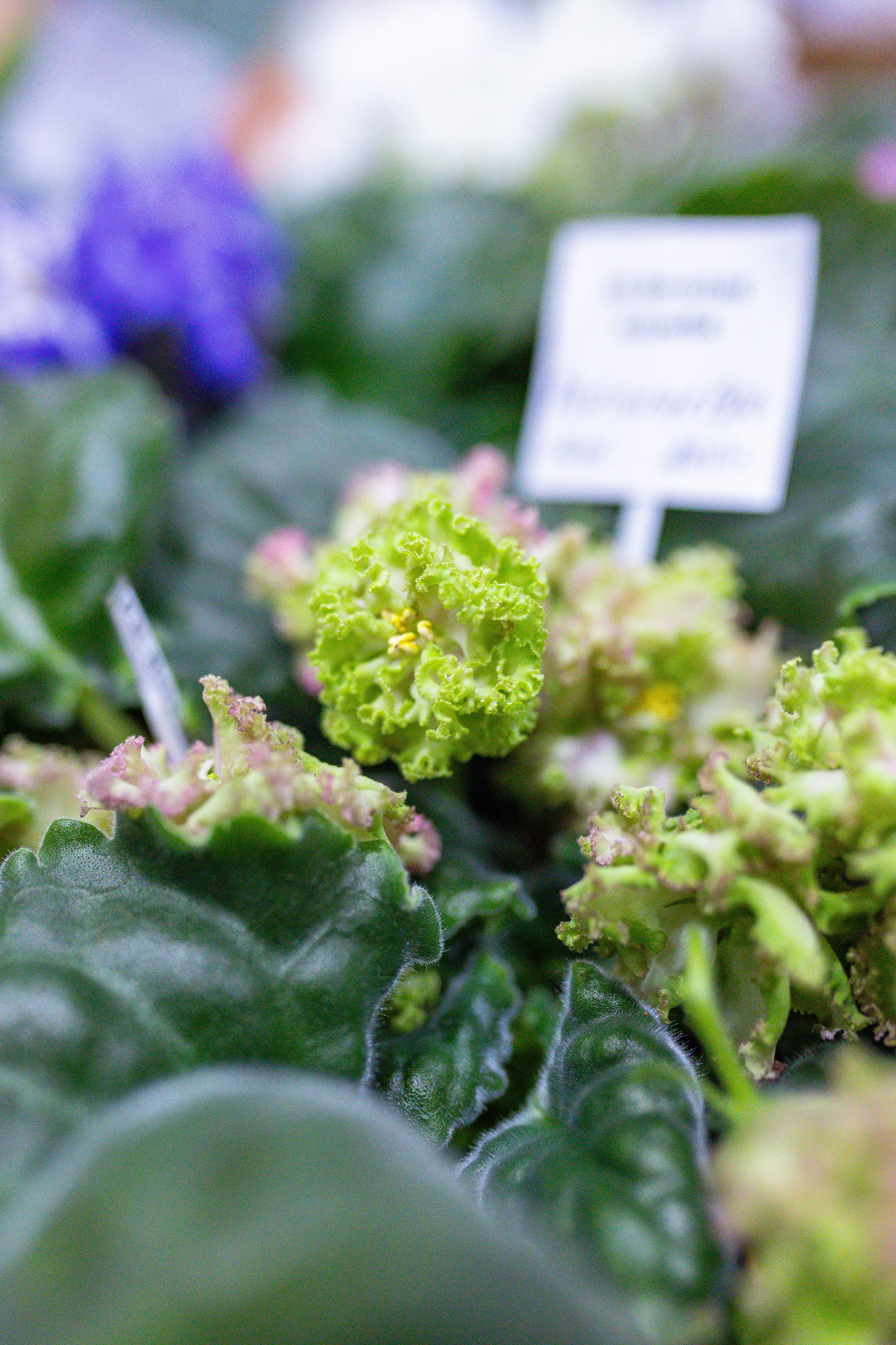 Орхидиум сентябрь 2025. Александра Куликова фотограф, Москва