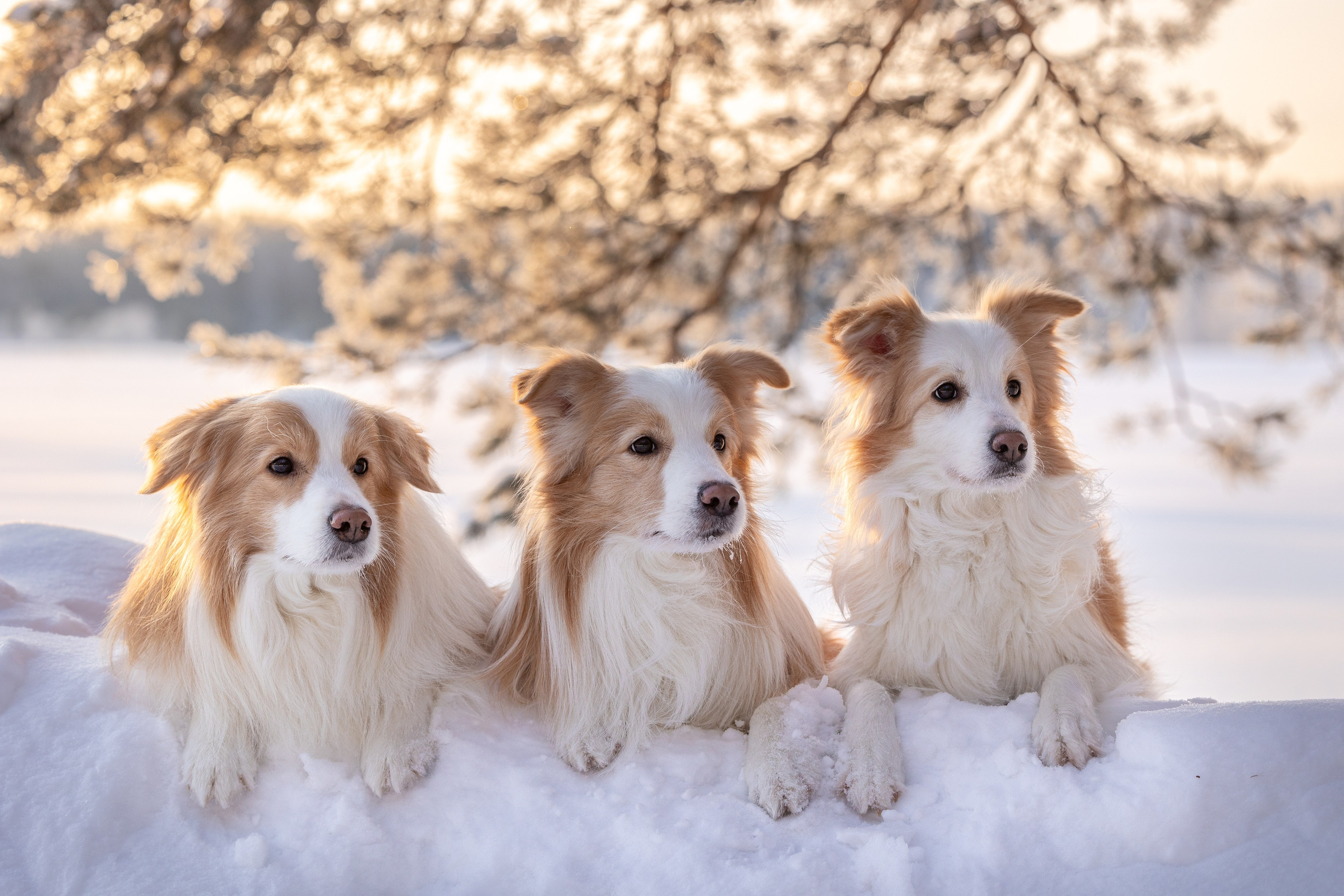 Бордер колли Прайм, Вэй и Лёля. Фотограф-анималист Natalia Deingel | Фотосъемка собак в Москве