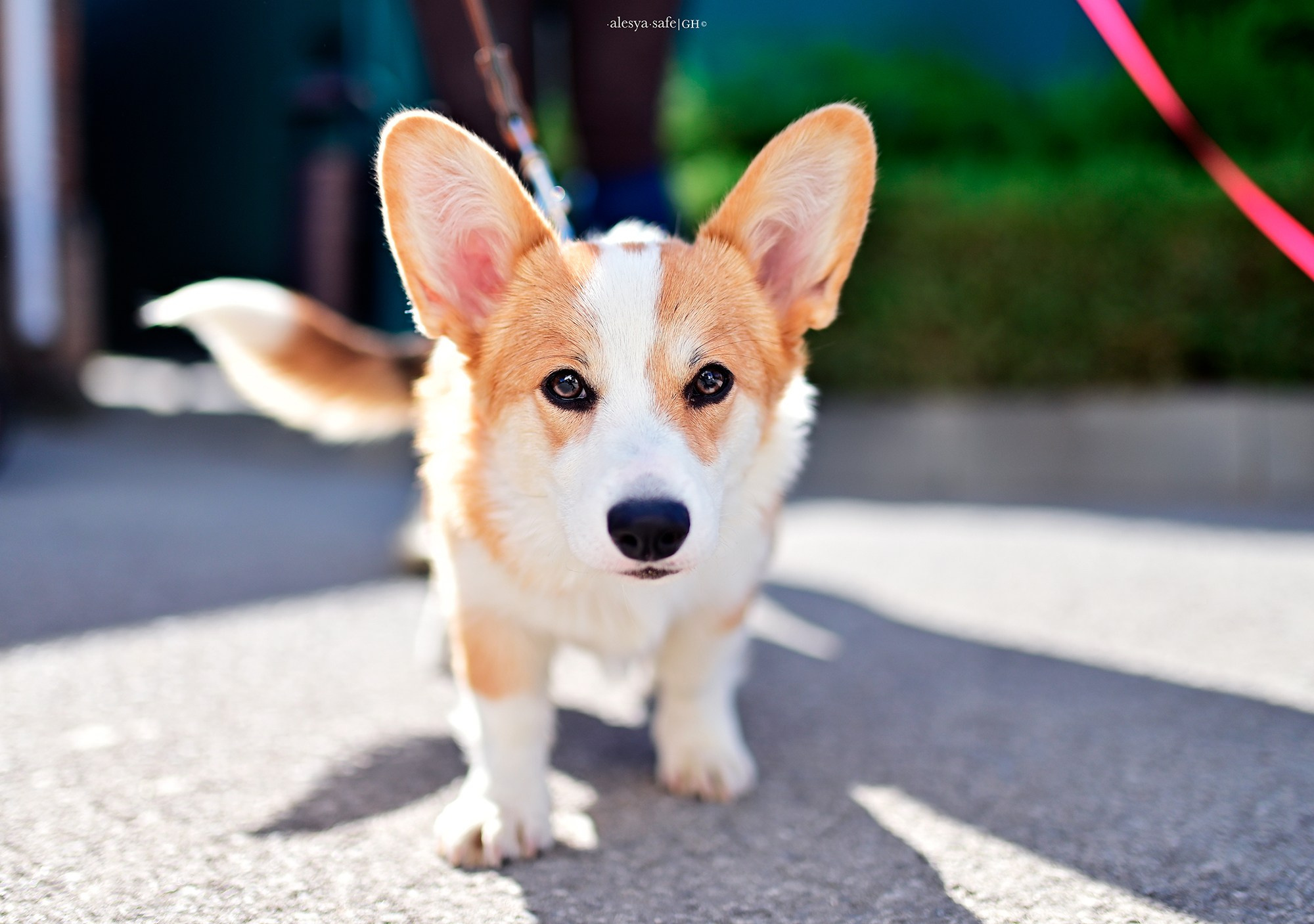 Голден. Конный фотограф Alesya Safe