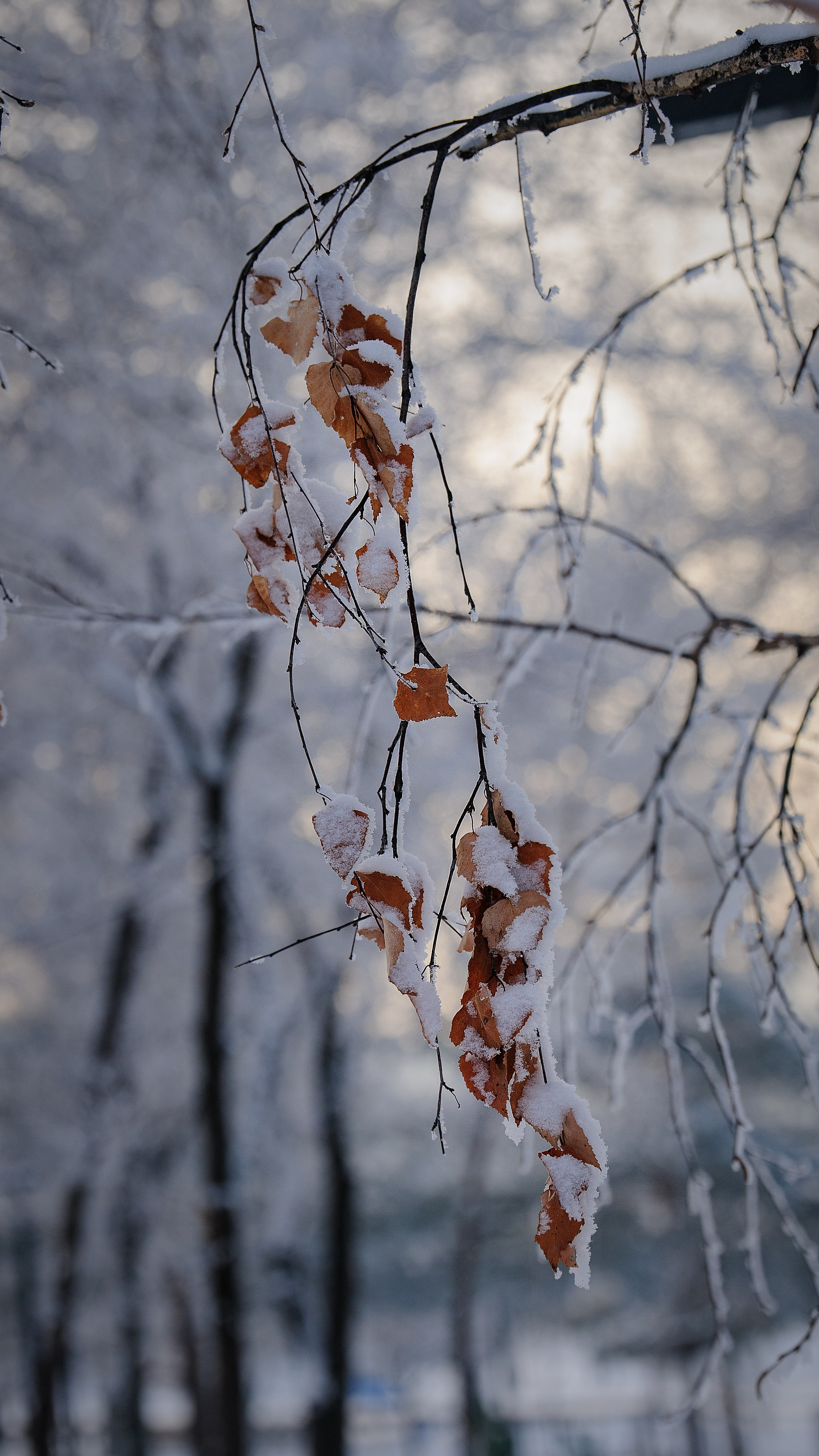 Сибирская зима прекрасна!. FotoGraf