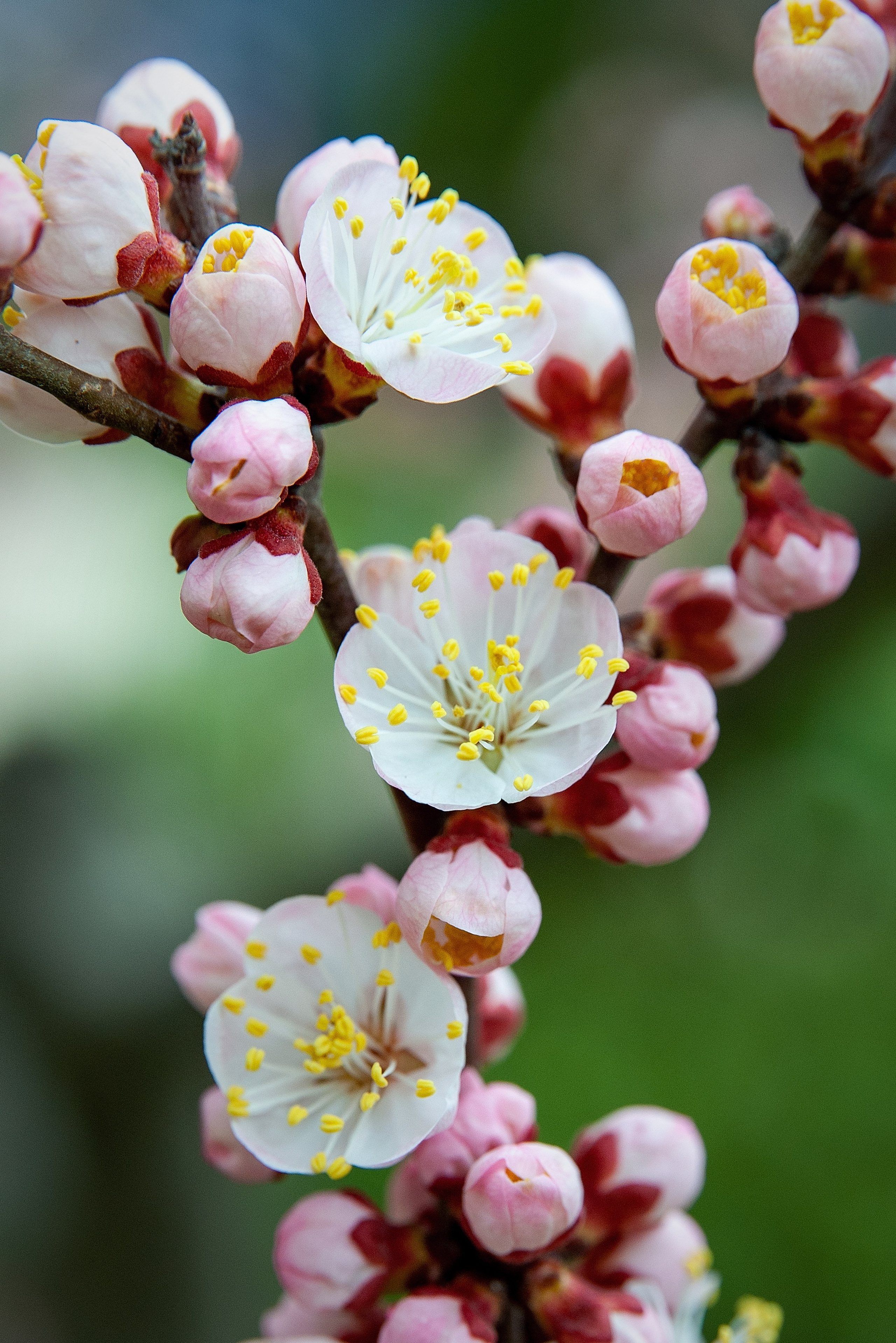 Весна. FotoGraf