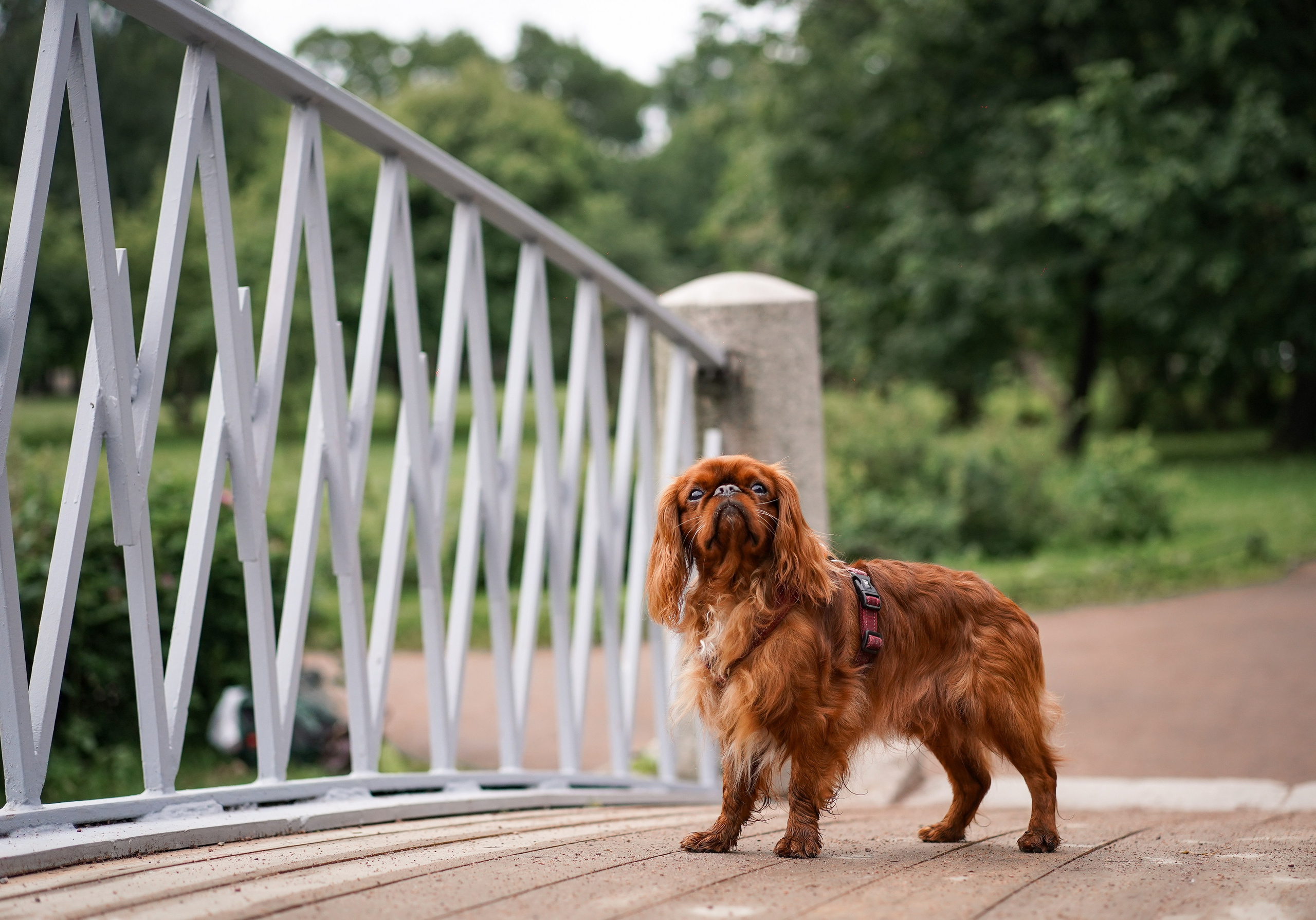 Юля Володя Гарри и Верон. Фотограф-анималист в Санкт-Петербурге Яна Мартынова