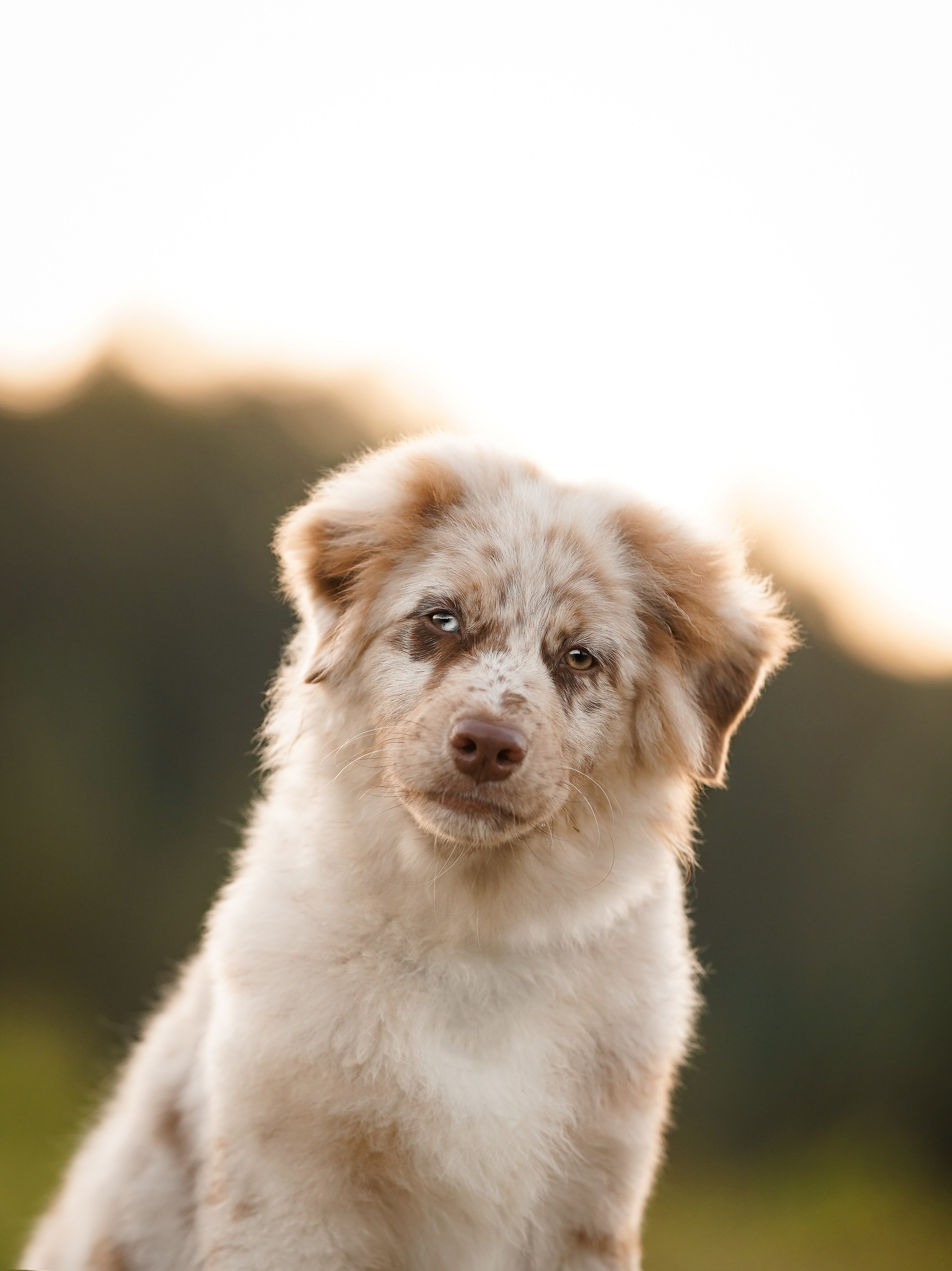 Катя Сэнди и Рокки. Фотограф-анималист в Санкт-Петербурге Яна Мартынова