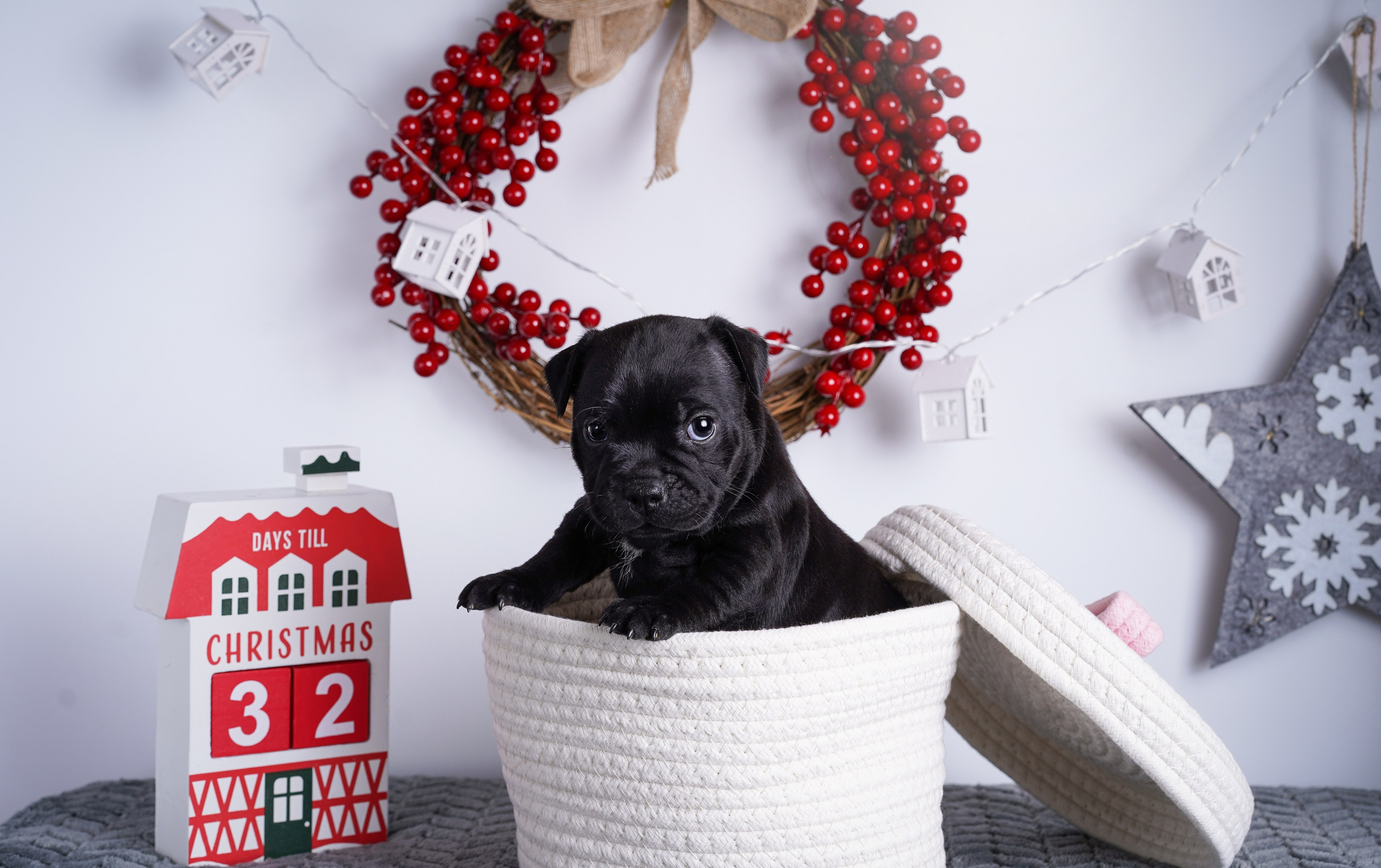 Щенки стаффи. Фотограф-анималист в Санкт-Петербурге Яна Мартынова