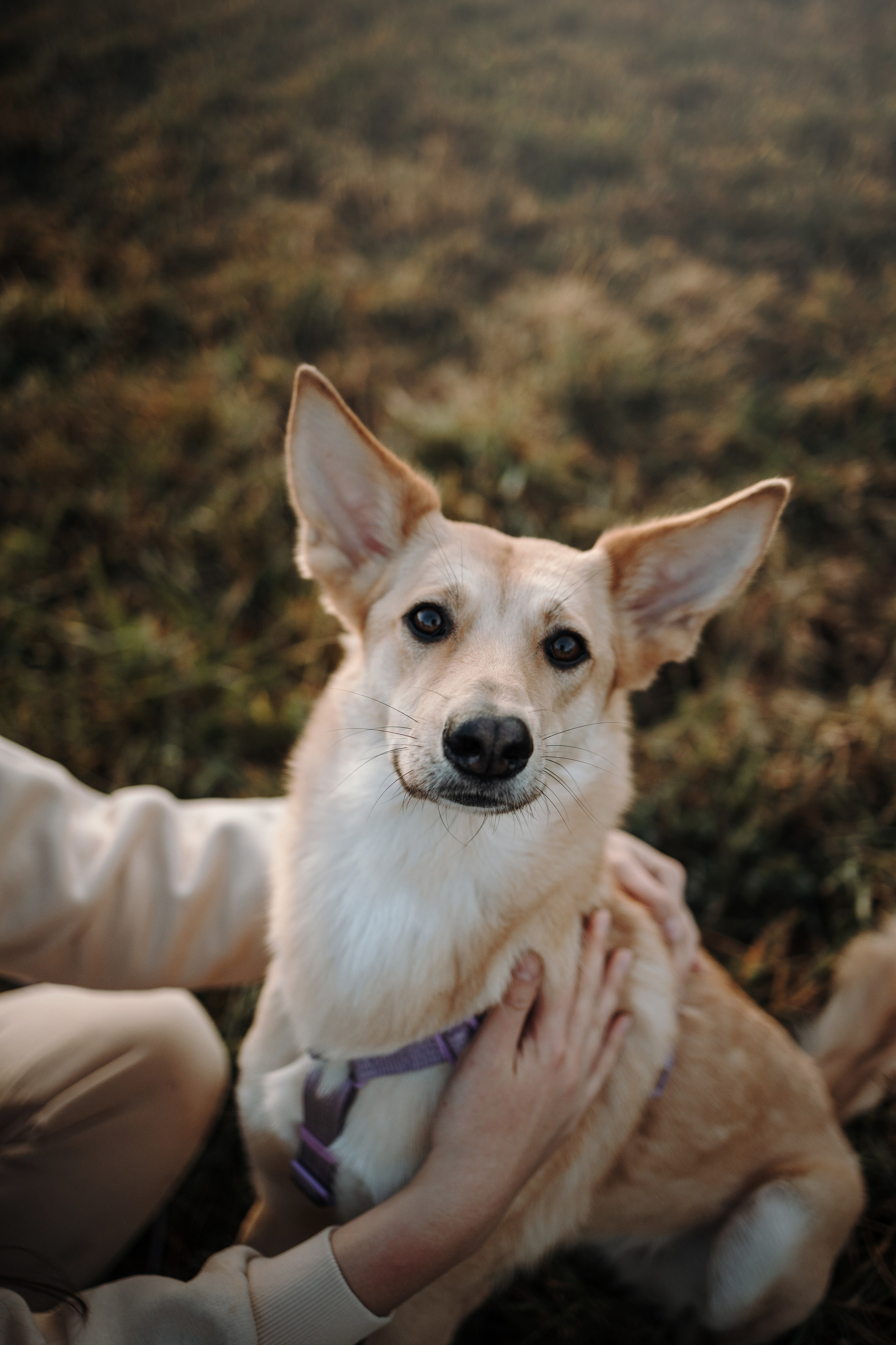 Юля и Джесси. Фотограф — Анималист | Санкт-Петербург