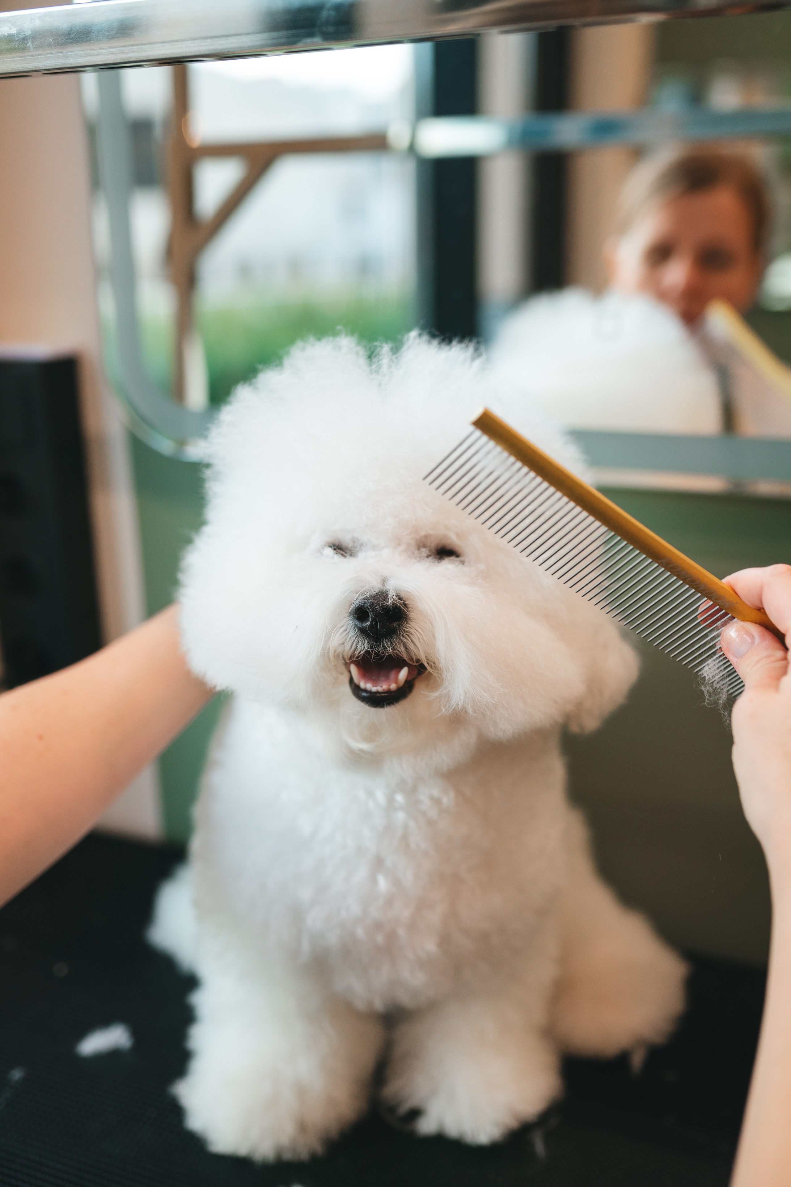 Груминг — салон. Фотограф анималист Осипчикова Мария
