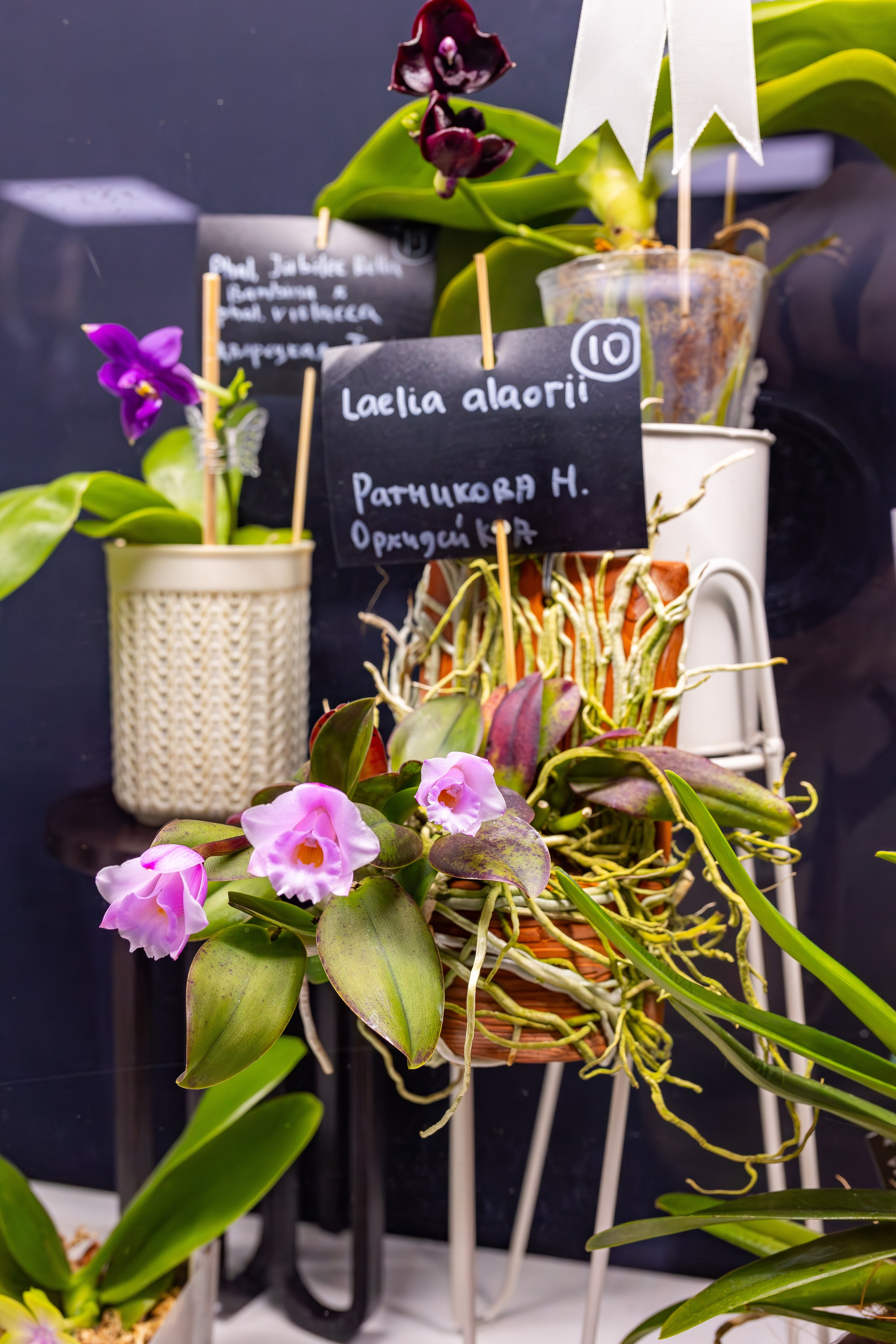 Орхидиум сентябрь 2025. Александра Куликова фотограф, Москва