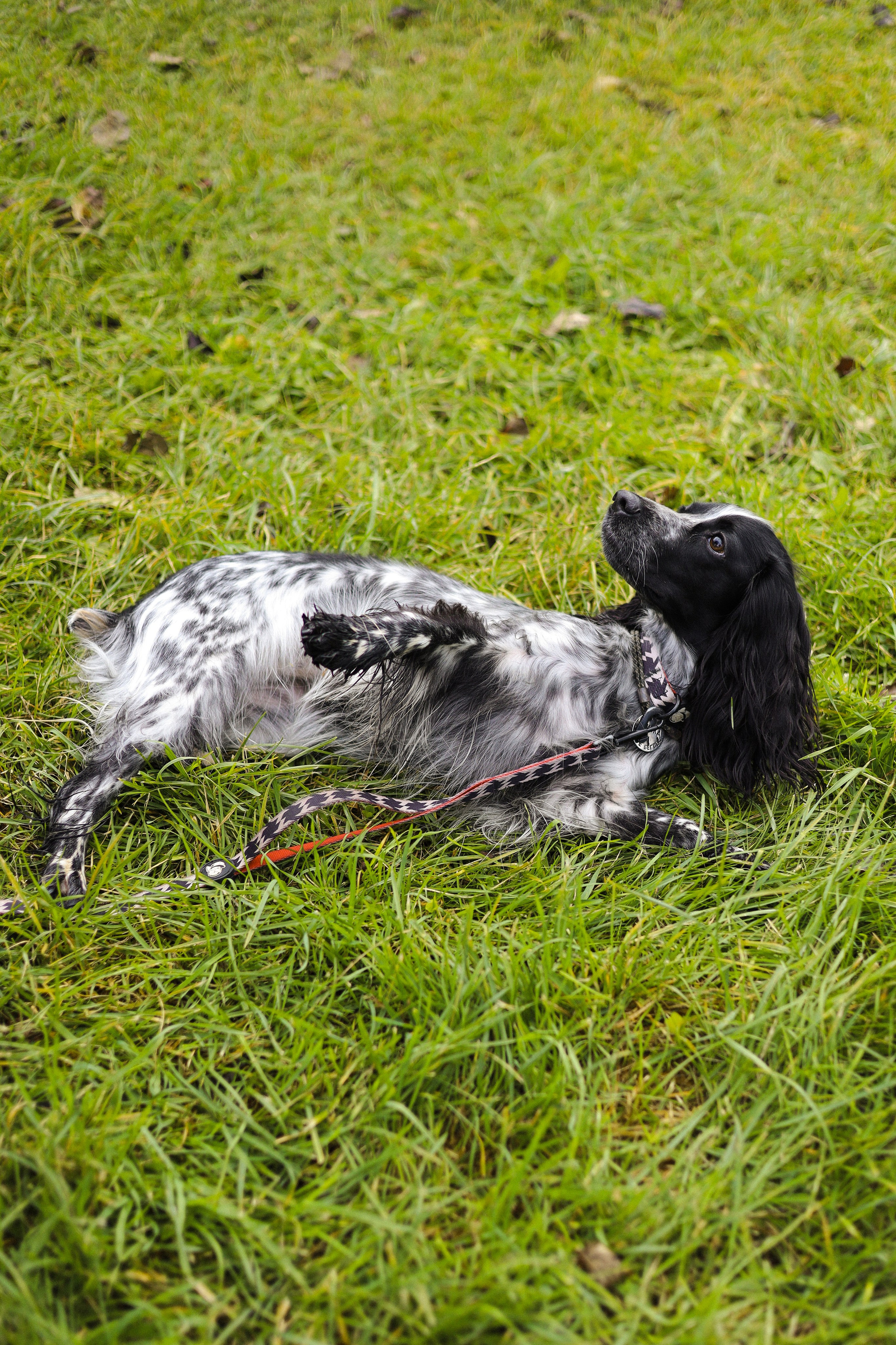 Милка, Вероника и Тимофей. Фотограф-анималист Ксения Шевцова|Москва