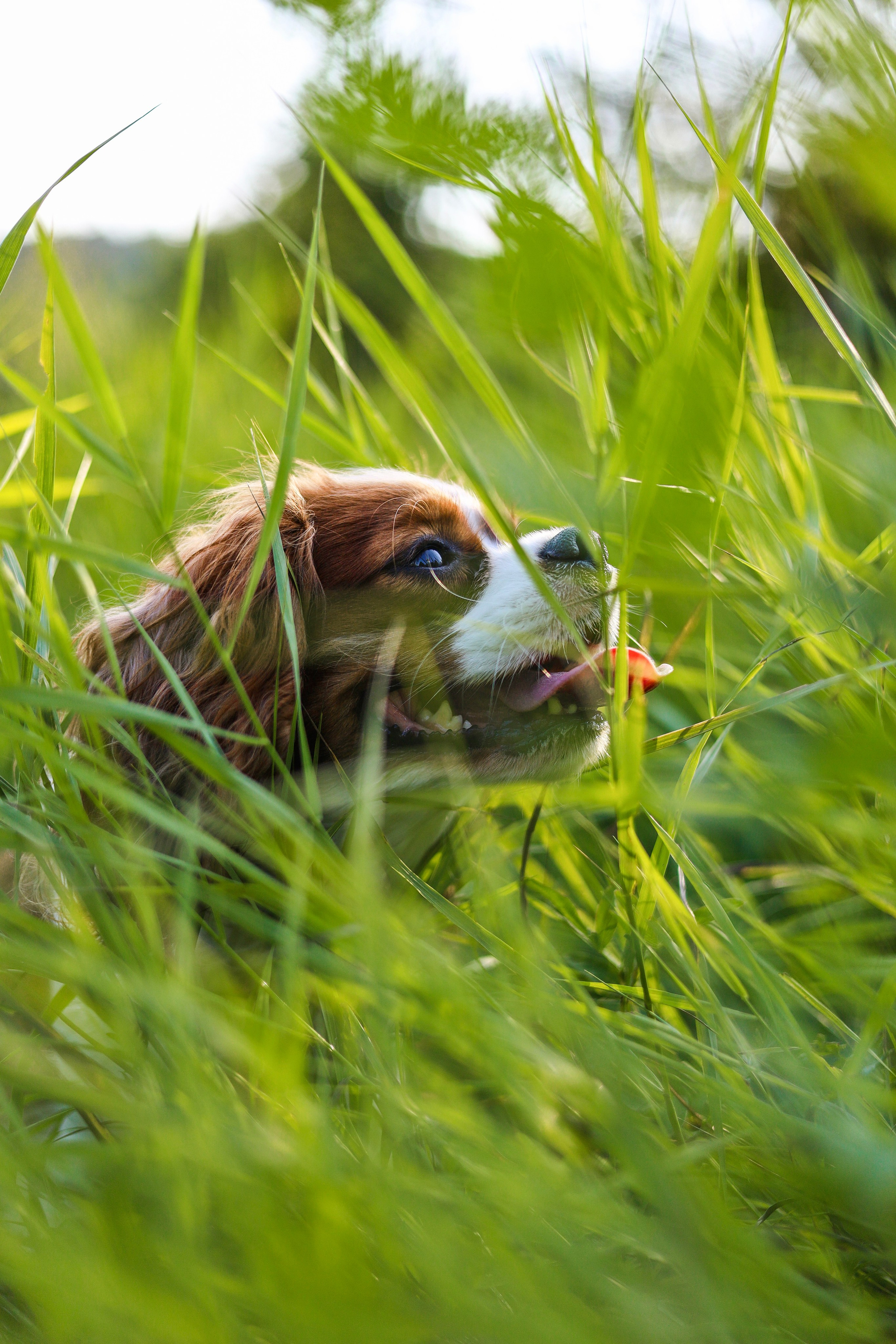 Бонни, Лея и Лера. Фотограф-анималист Ксения Шевцова|Москва