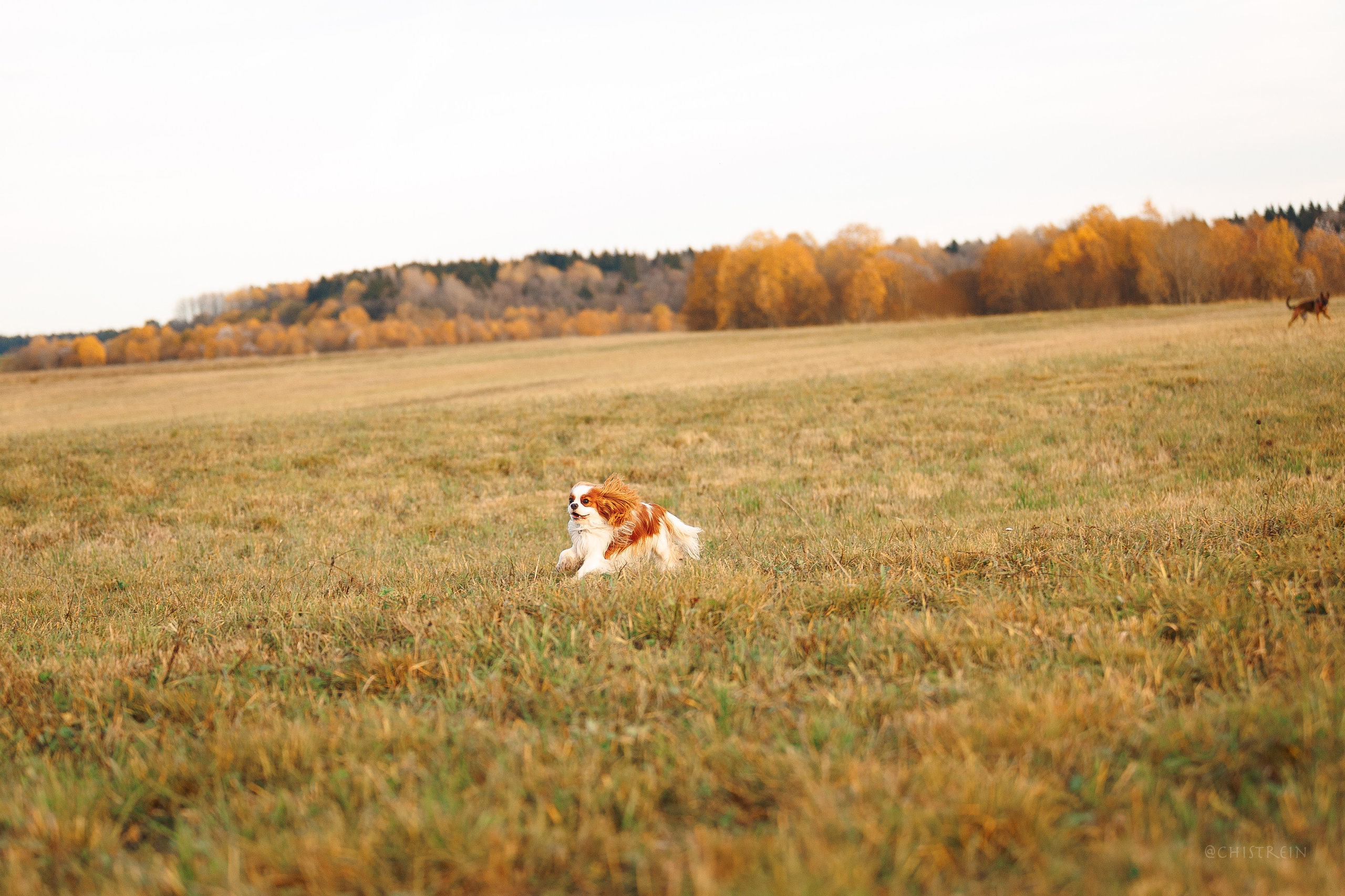 Октябрьский закат в полях. Алина и Лео. Фотограф-анималист Наталия Чистюхина в г. Сосновый Бор и ЛО