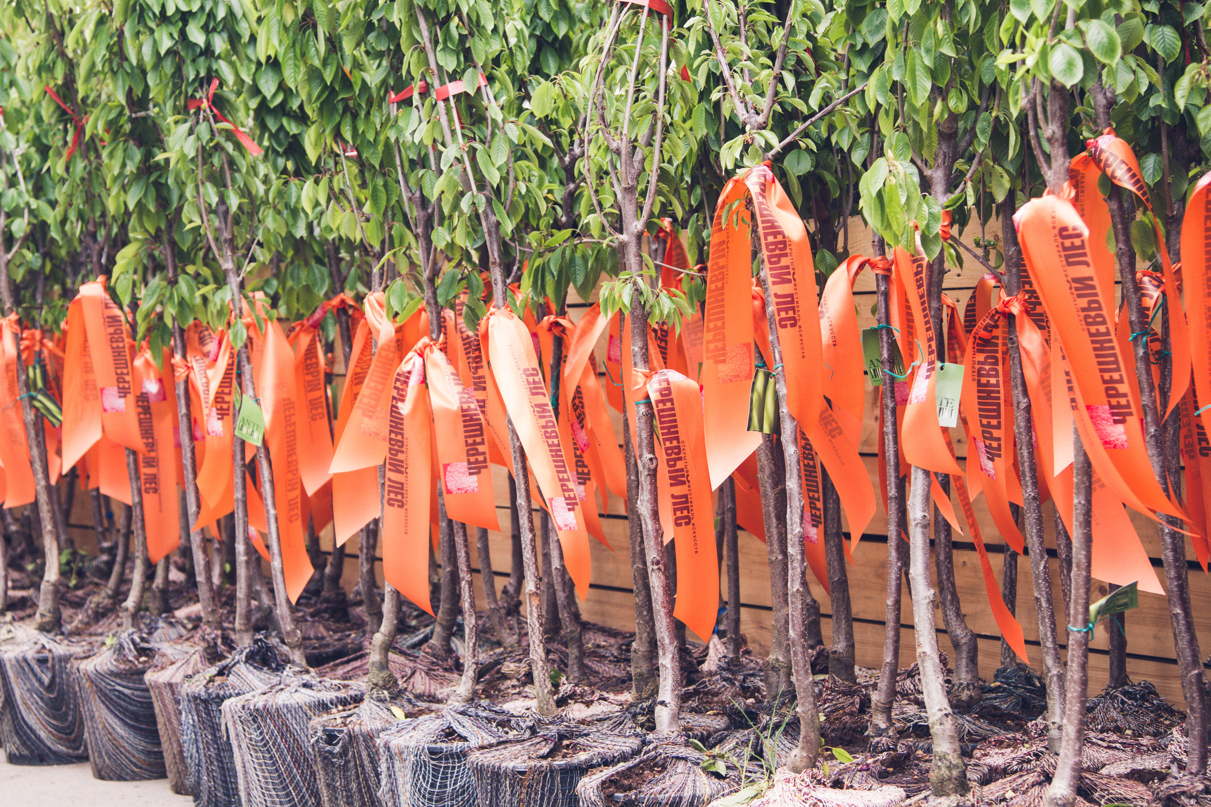 Черешневый лес. Фотограф Алексей Иголкин в Воронеже