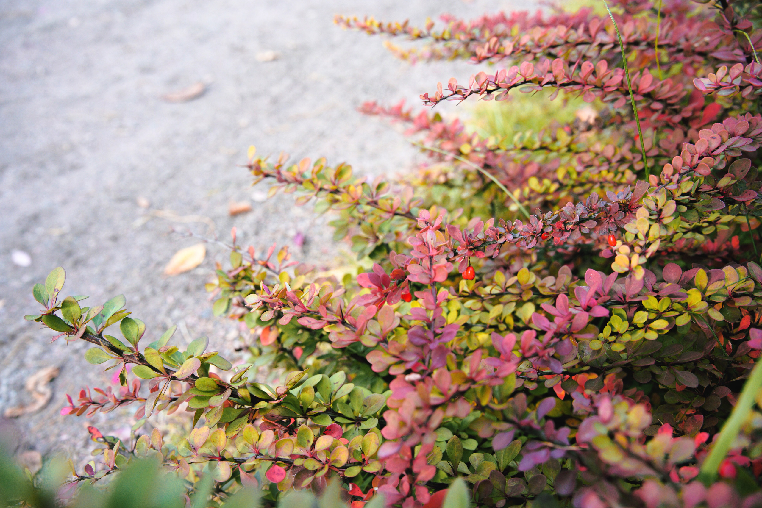 Осень 2025. Фотограф из Москвы — DASHA NOVA | Авторская фотография в разных жанрах