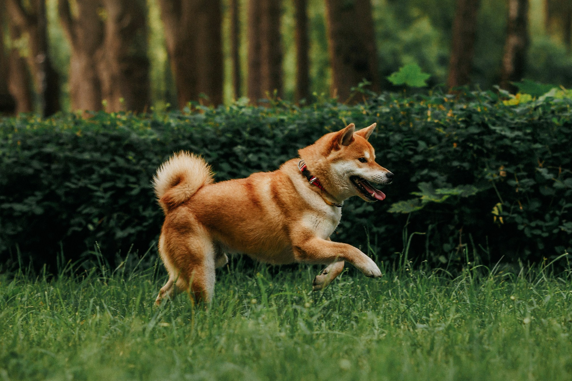 Аня, Влад и Ики. Фотограф-анималист Елена Радченко, Москва
