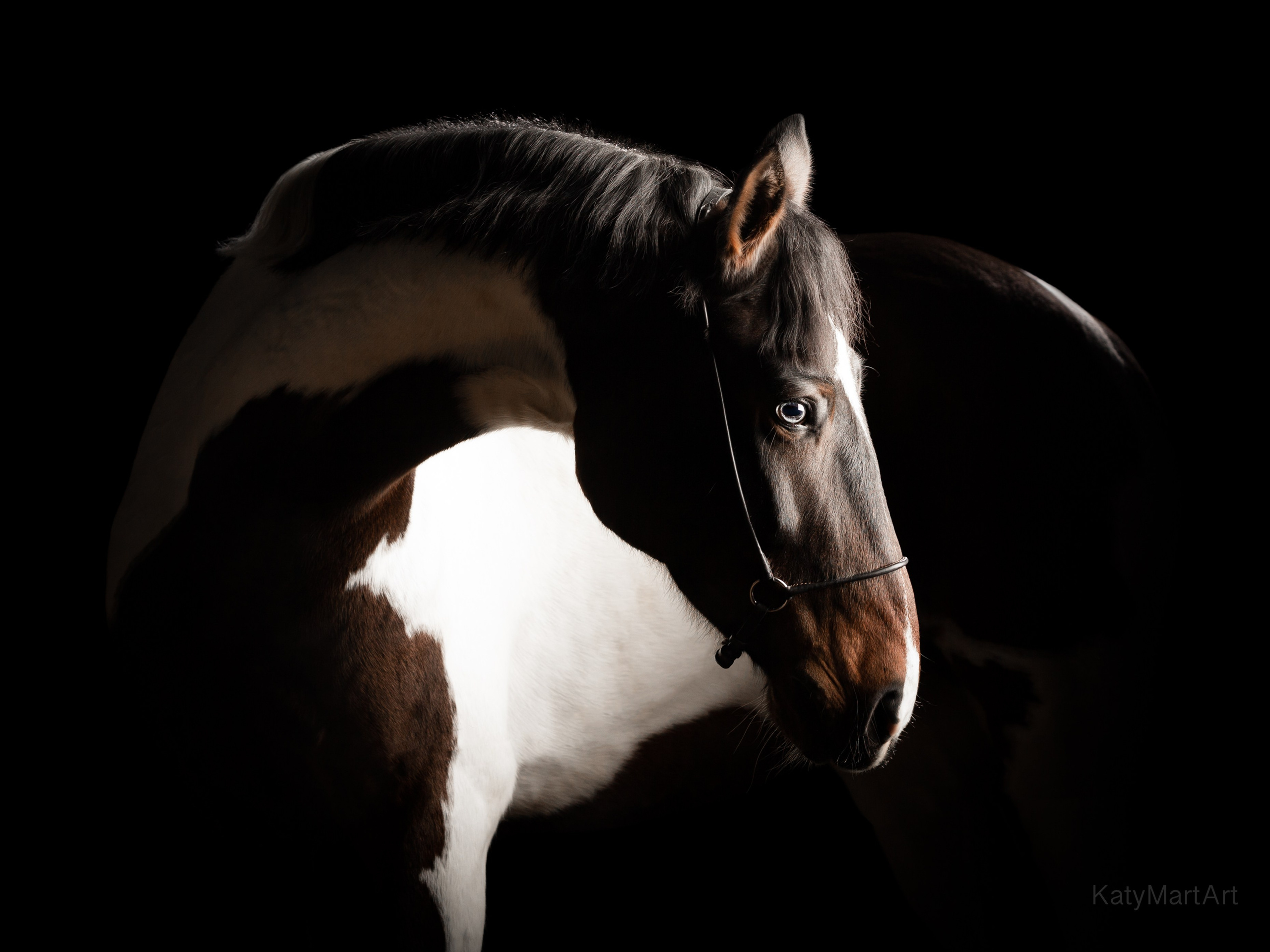 Пятна. KatymartArt — Equine photography