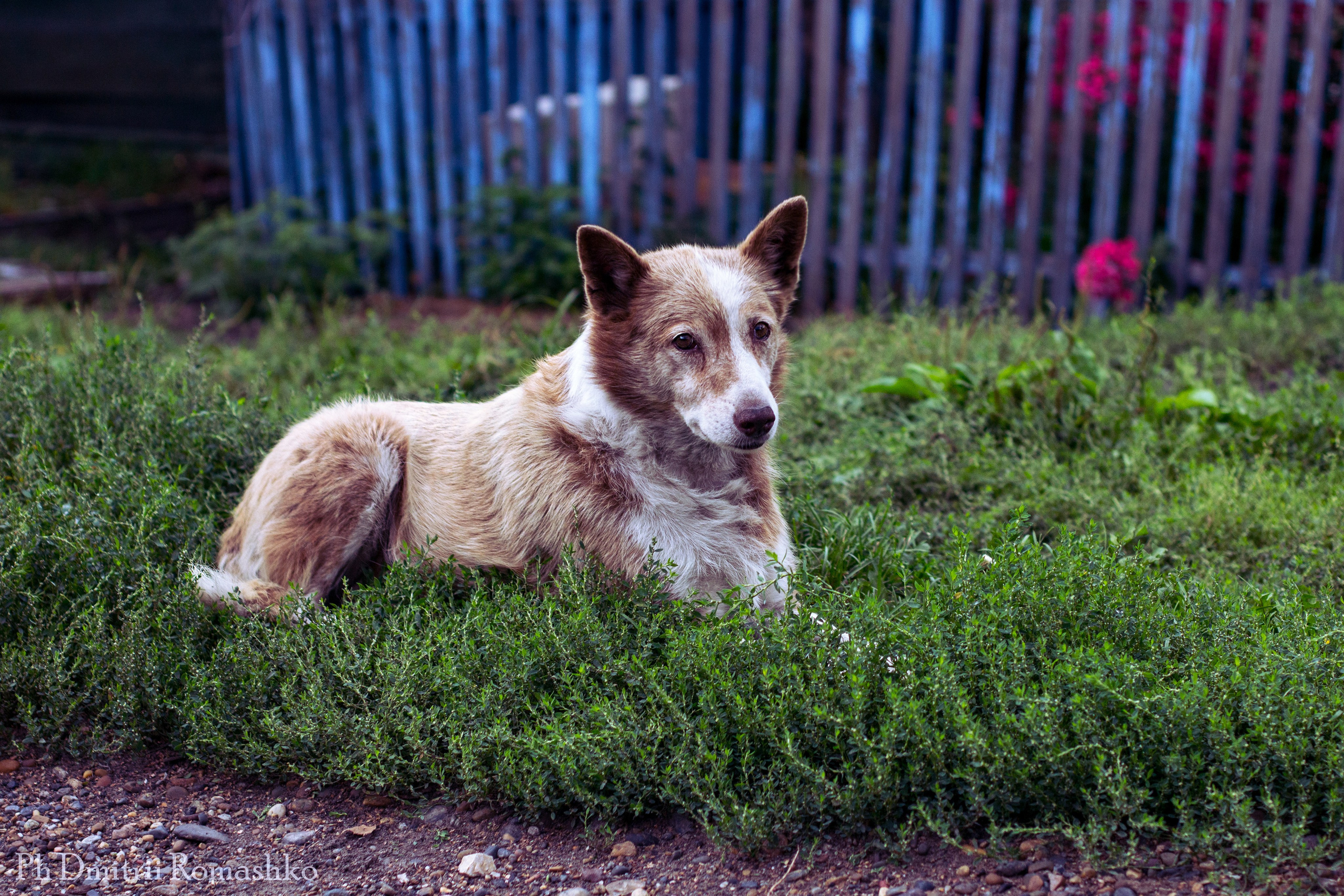 Анималистка. Фотограф Дмитрий Ромашко