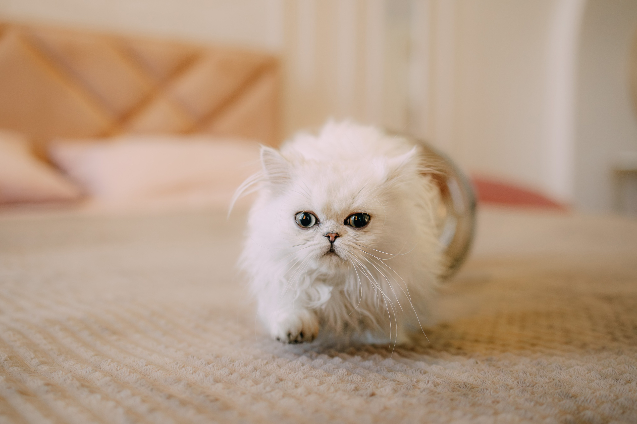 Султан, Мэй Мэй и Шанталь и их семья