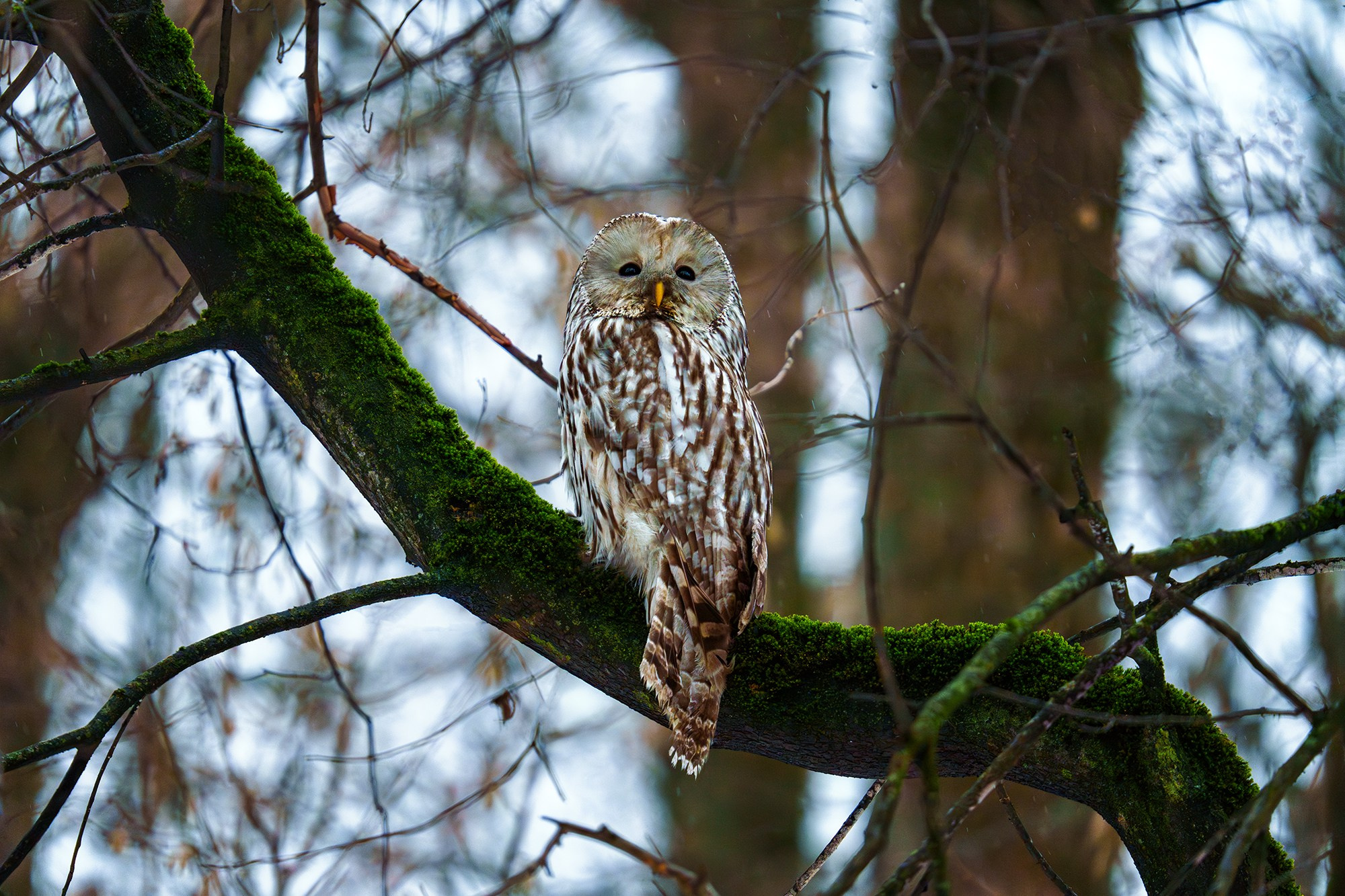 Удивительные мир птиц. Вокруг нас столько прекрасного — присмотритесь!. Ваш личный фотограф Марина Волкова