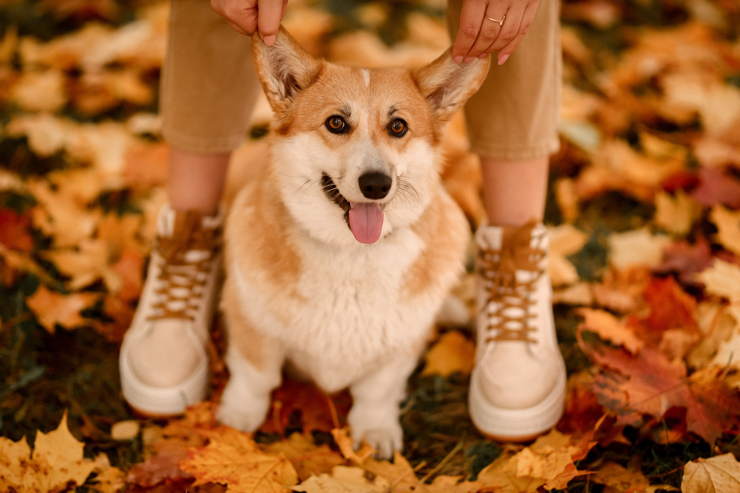 Съёмка с любимым четвероногим другом Ульяна и Фрося. Свадебный фотограф Беларусь Ольга Козыренко