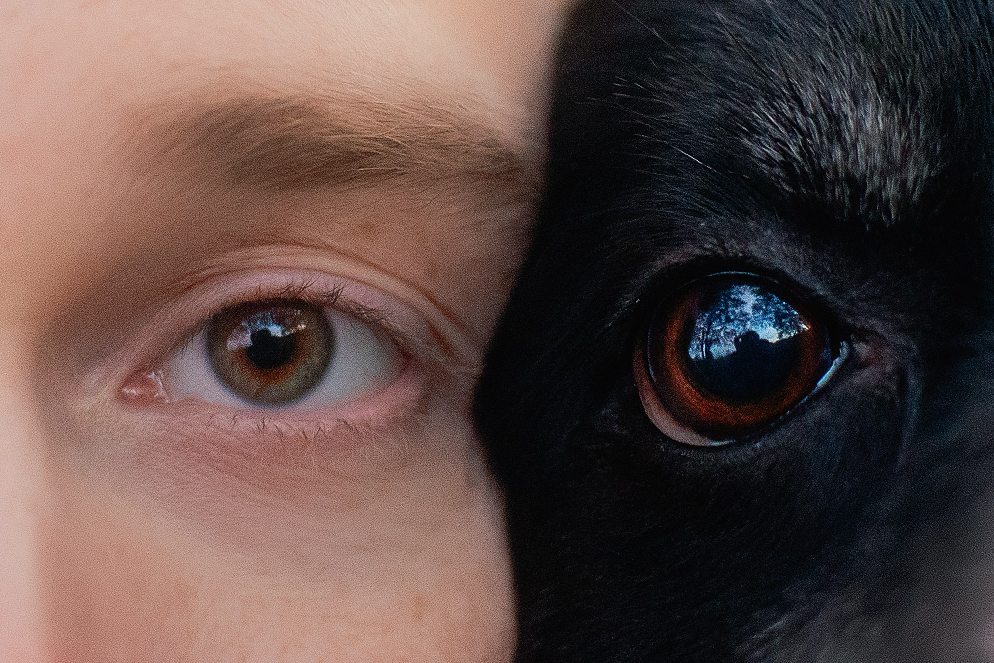 Максим, Надя, Рой и Шелби — 13.10.2024. Фотограф — Анималист | Анна Абрамова