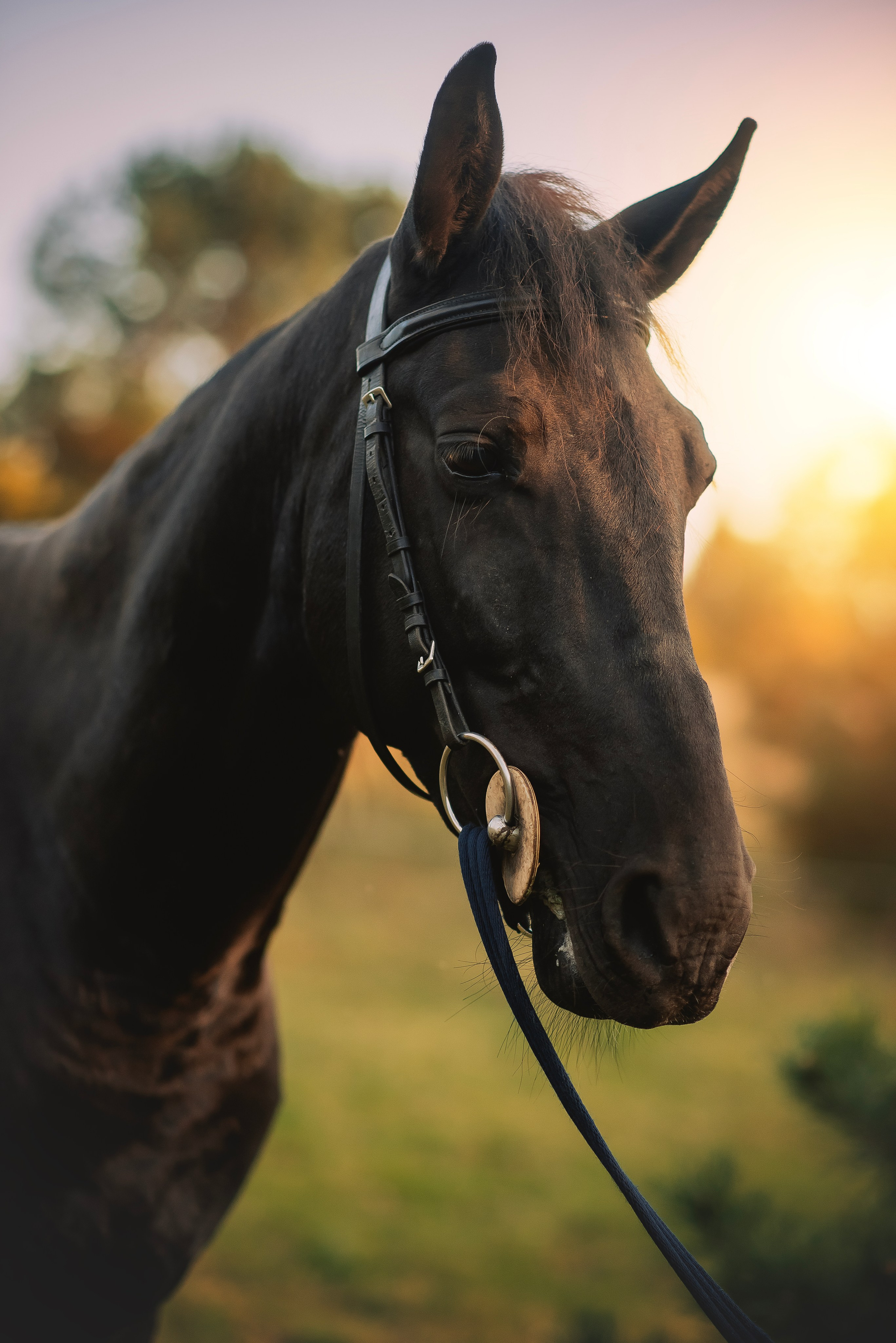Дени — 23.09.2025. Фотограф — Анималист | Анна Абрамова