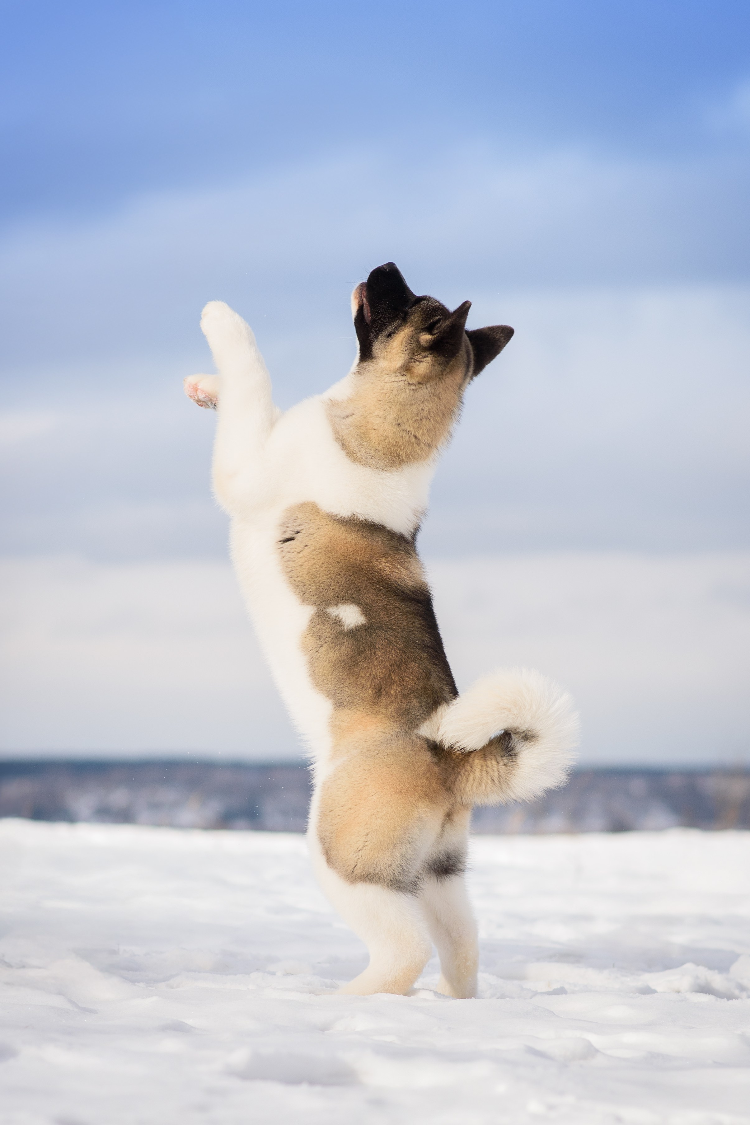 Фотограф — Анималист | Анна Абрамова