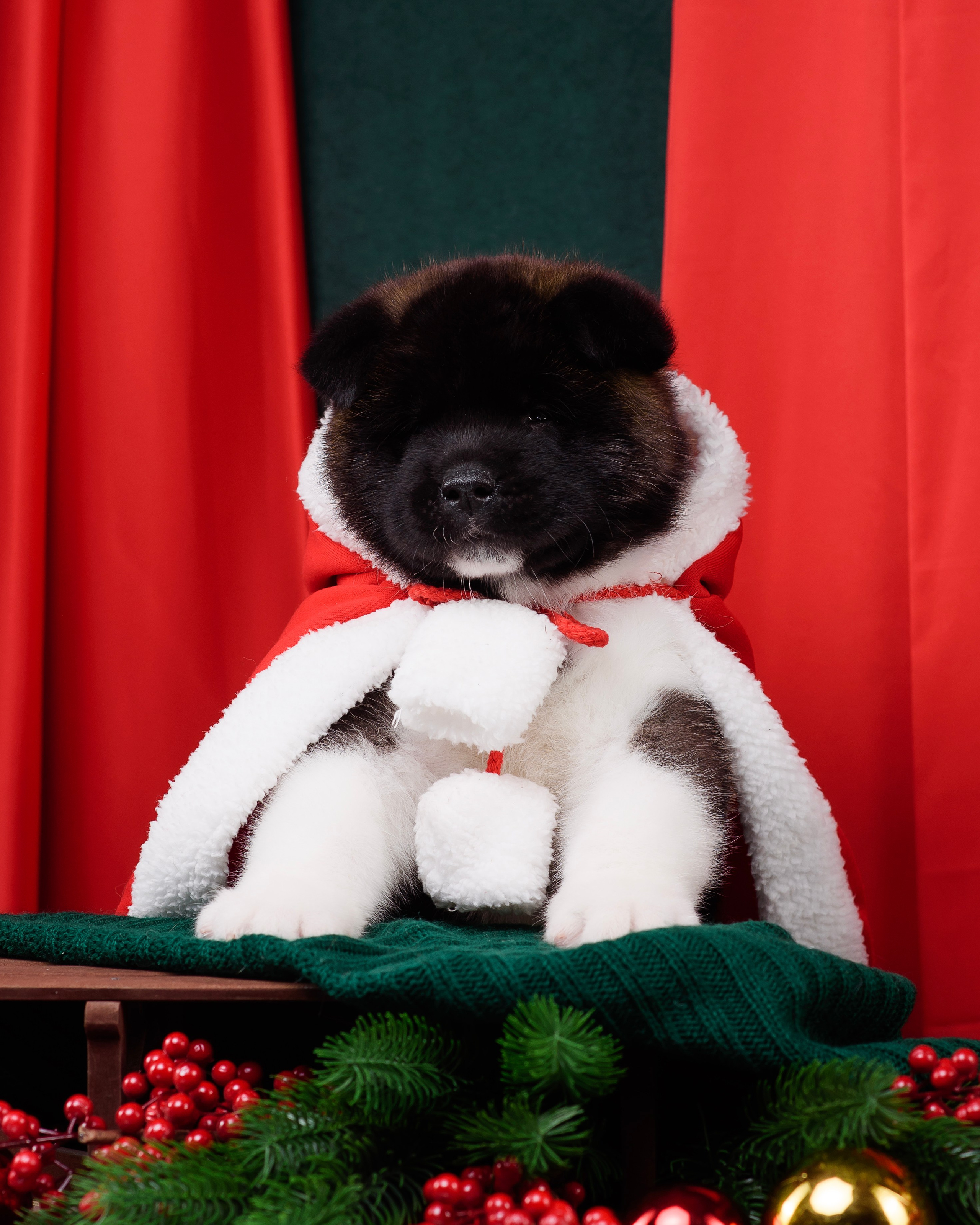 Щенки Американской Акиты. Фотограф — Анималист | Анна Абрамова