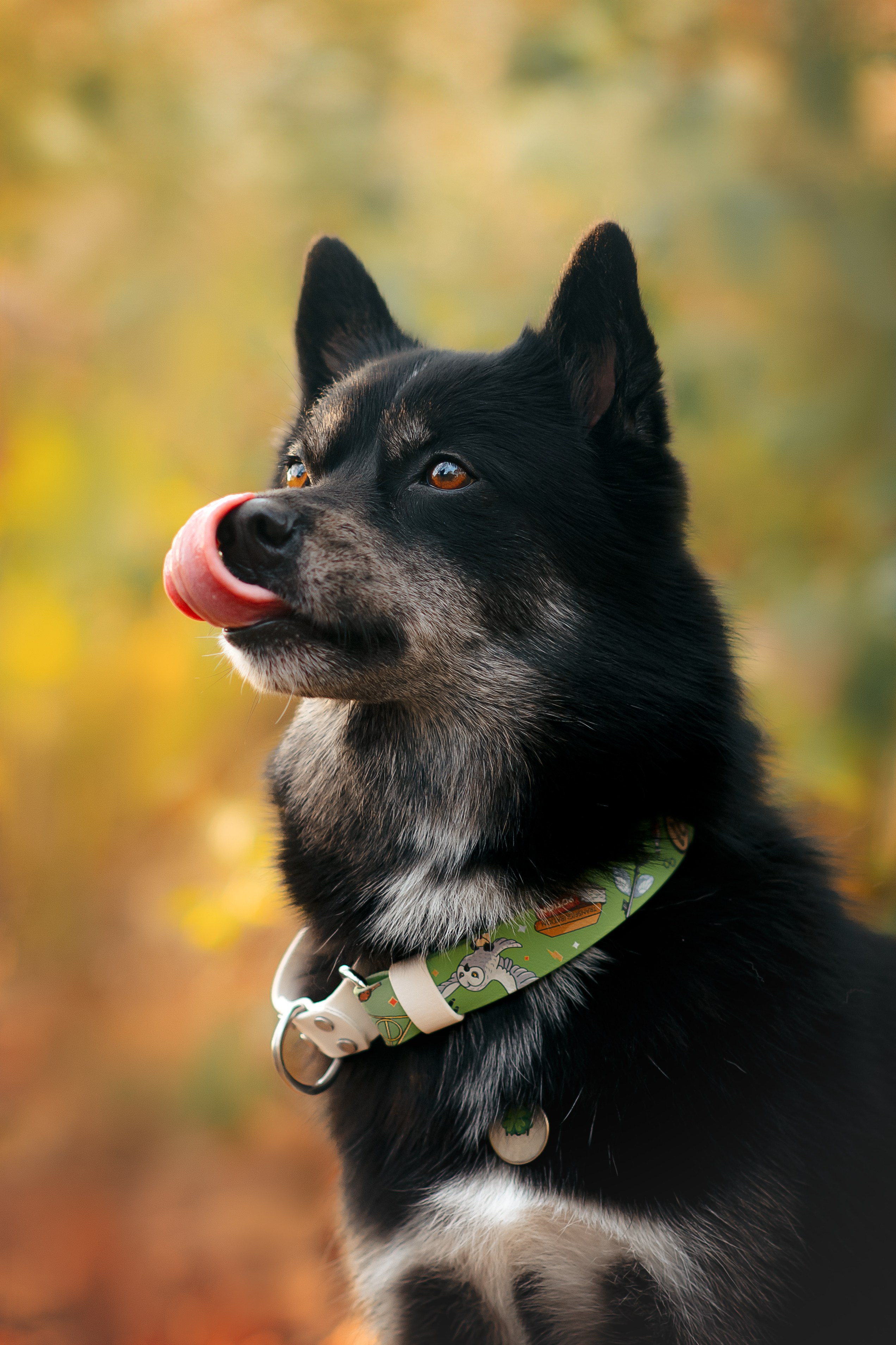 Максим, Надя, Рой и Шелби — 13.10.2024. Фотограф — Анималист | Анна Абрамова