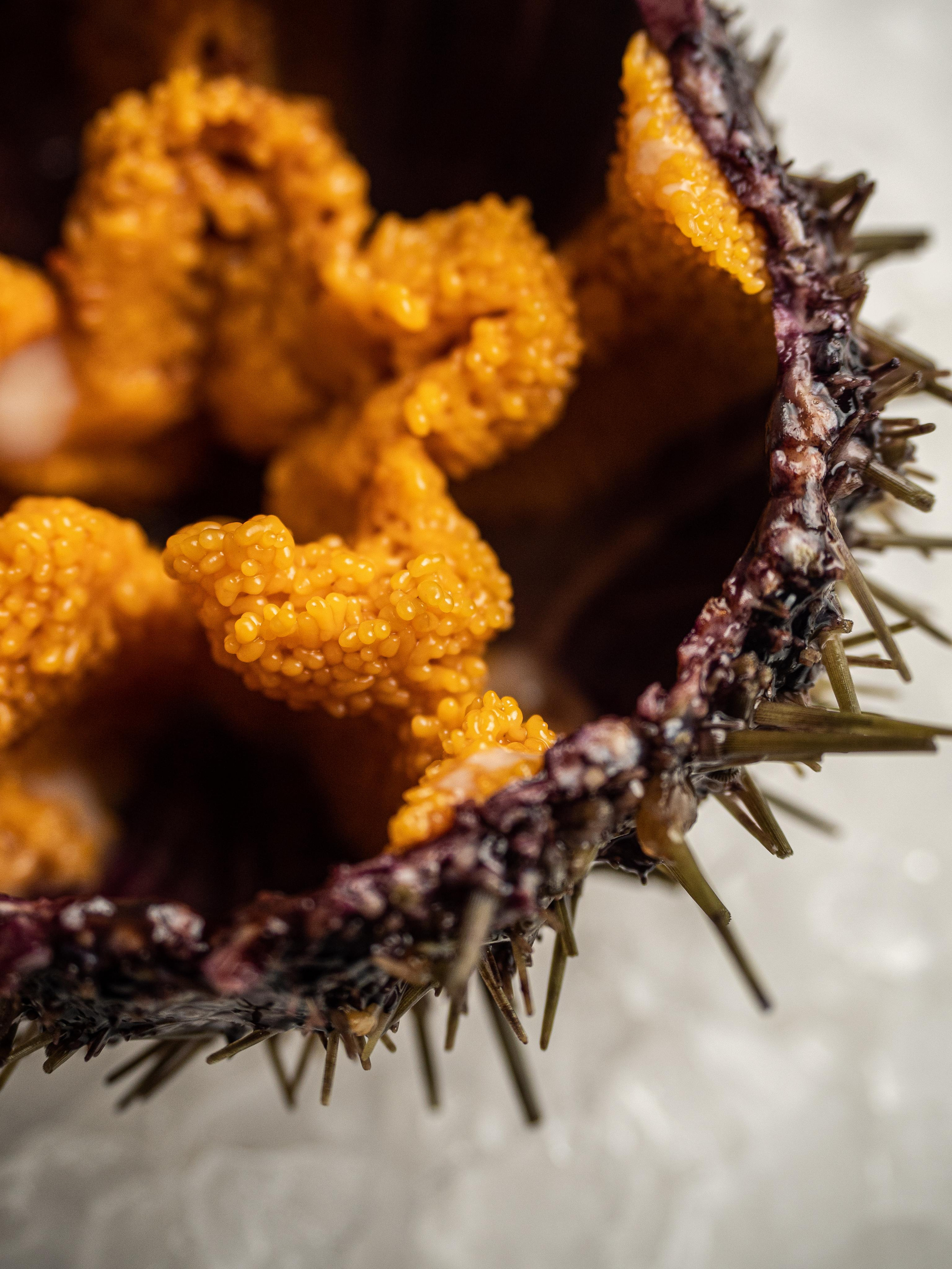 Съёмка для Fisha Raw bar and Grill. Фотограф Калинич Юлия