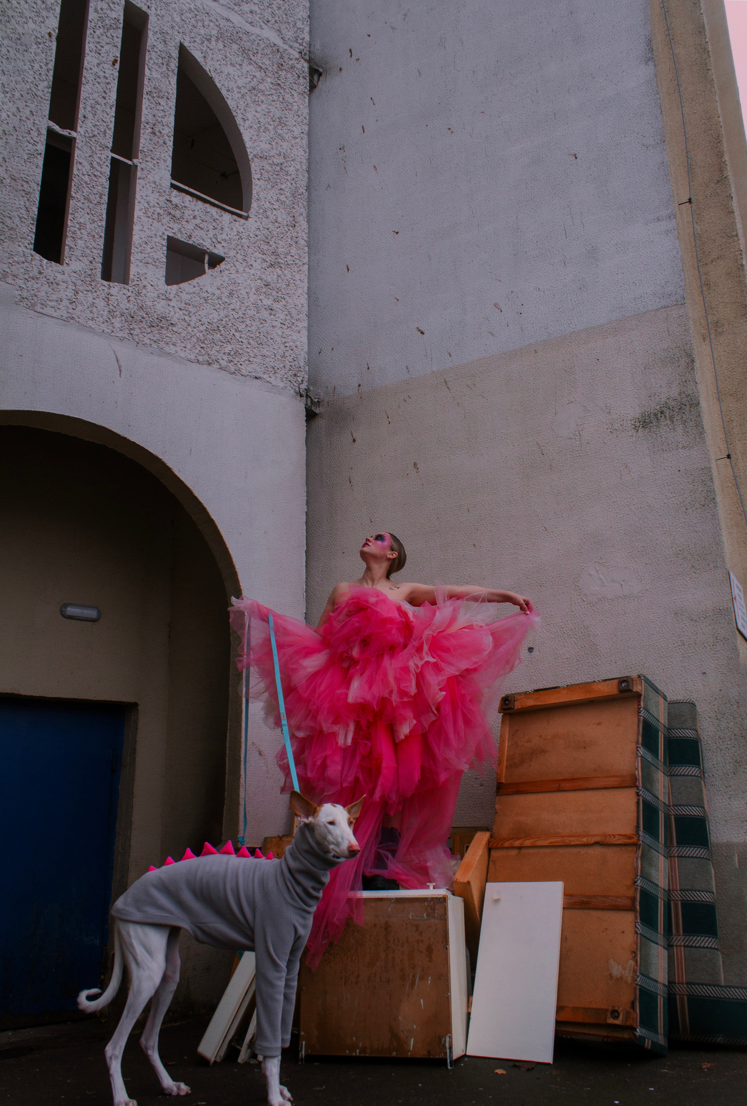 Яркая собачья жизнь