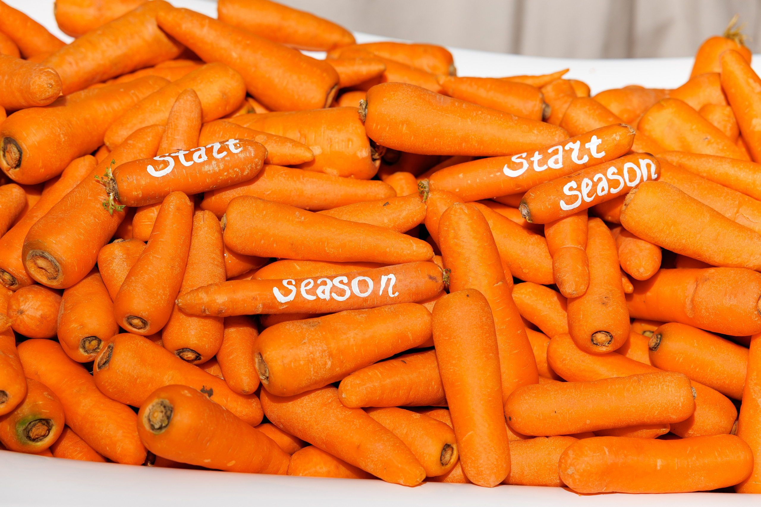 Корпоратив Horsetrip. Свадебный репортажный фотограф в Москве