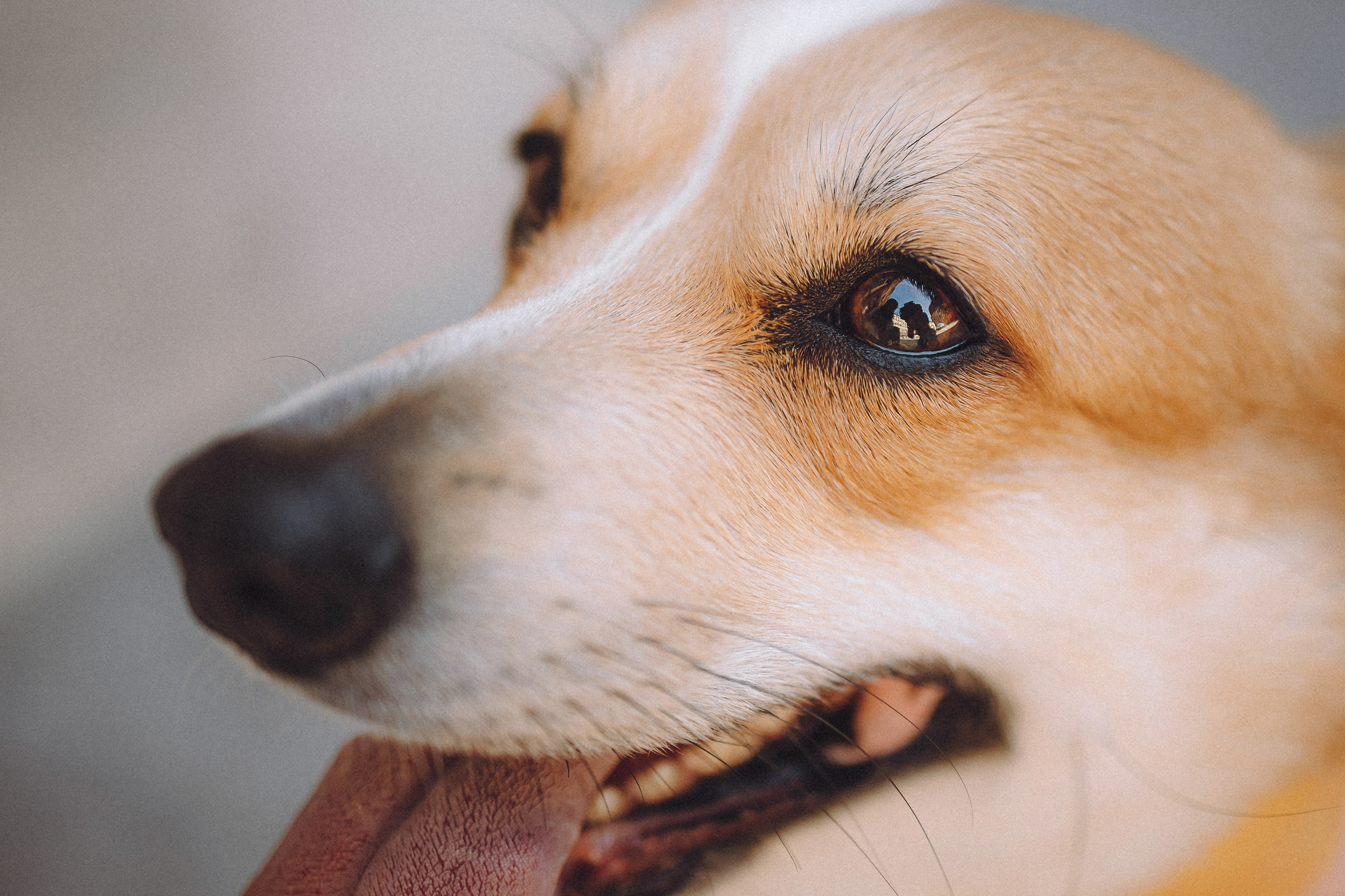 Вика и Мейзи