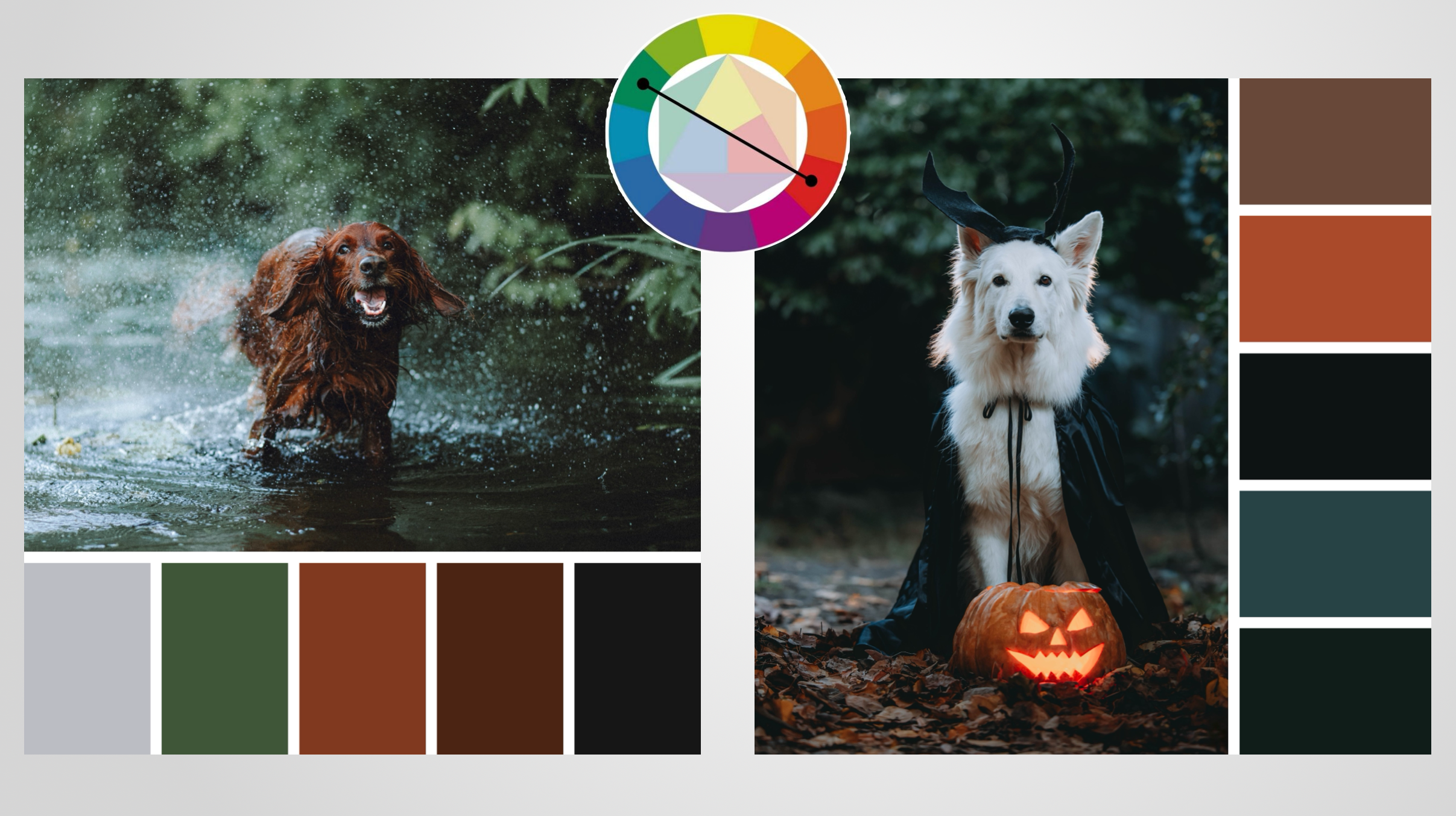 Курсы на фотографа-анималиста