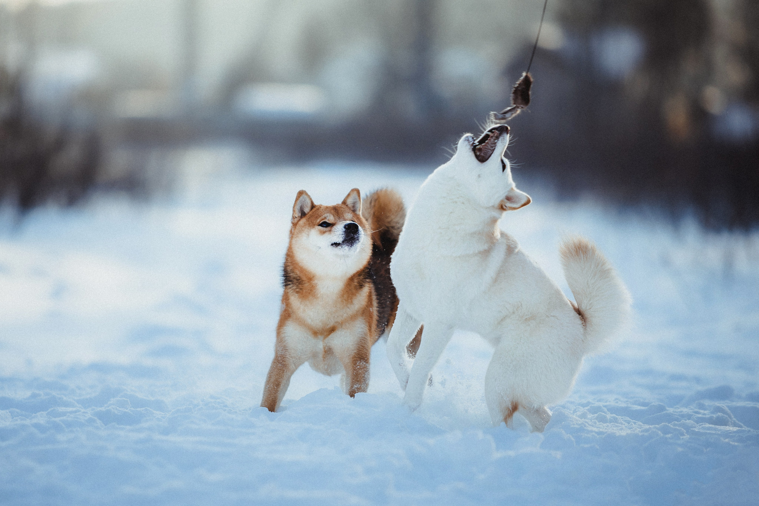 Шед, Цири и Ира