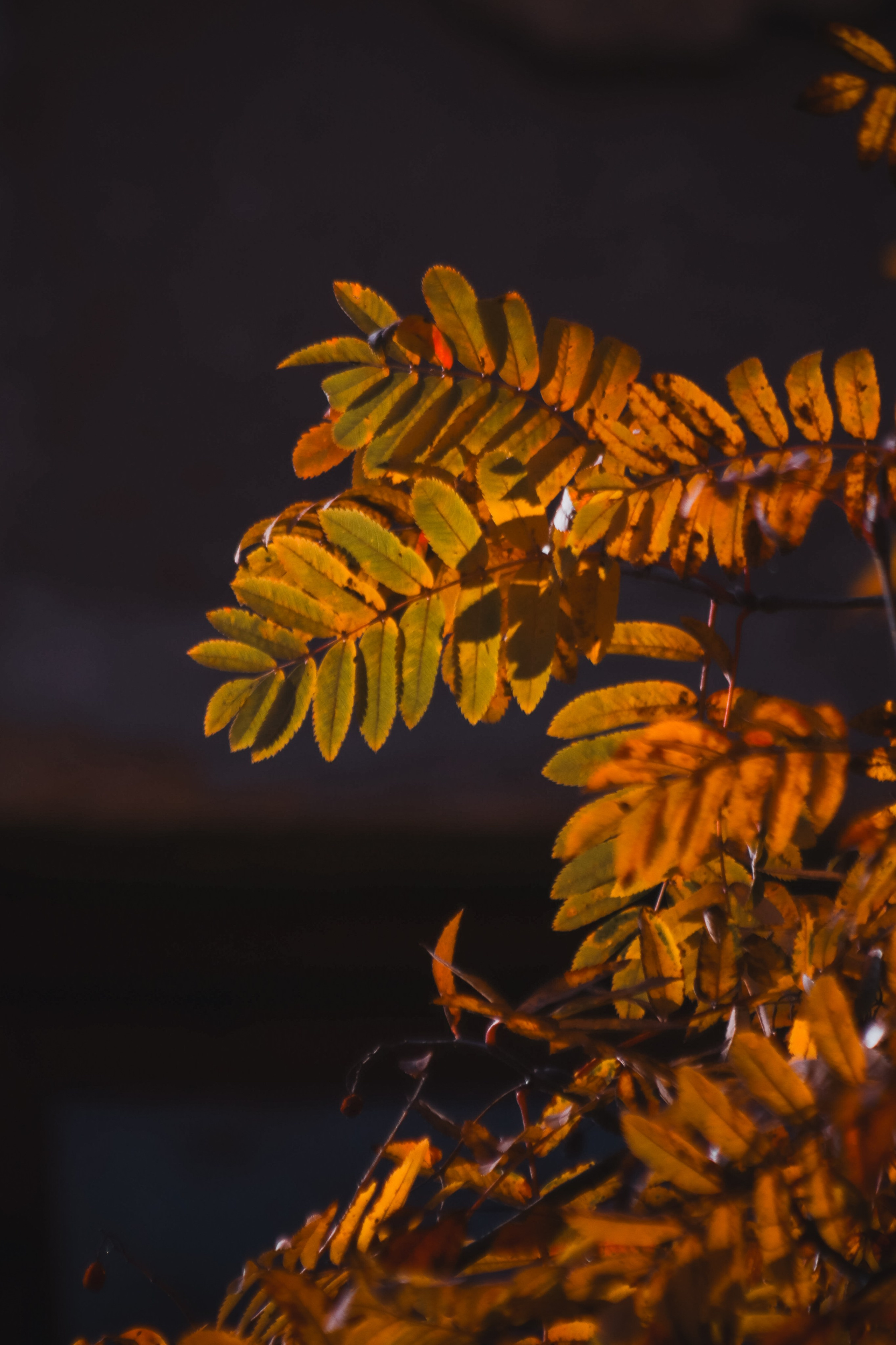 Ж Е Л Т Ы Й. — Digital Noise —