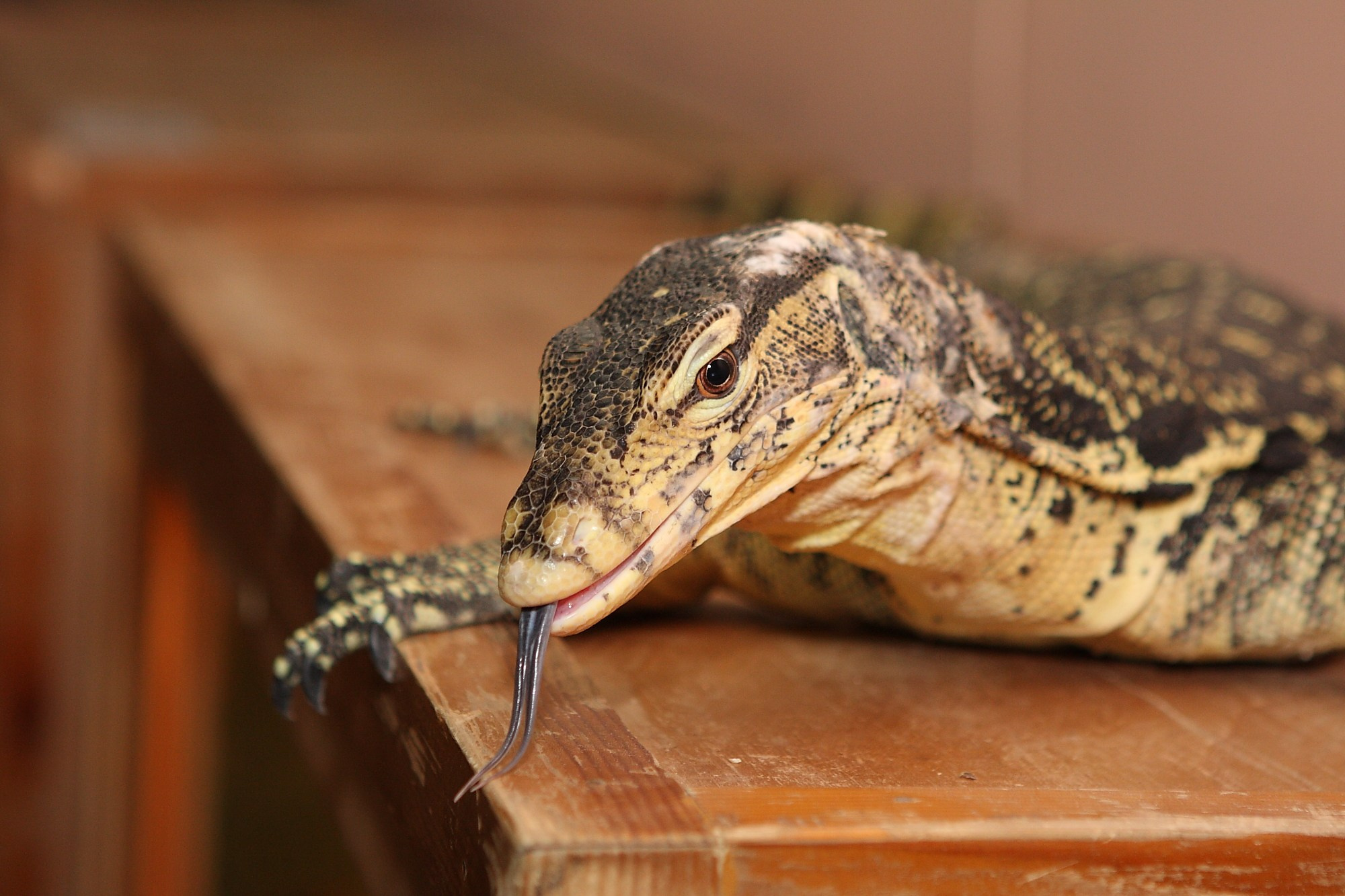 Фото Животных. Студия Максима Белослюдцева